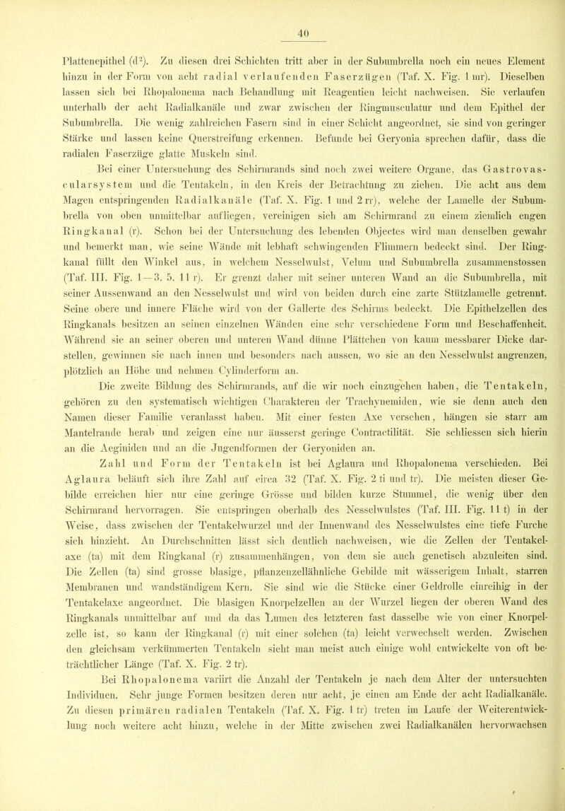 Plattenepitliel (d2). Zu diesen drei Schichten tritt aber in der Subumbrella noch ein neues Element hinzu in der Form von acht radial verlaufenden Faserzügen (Taf. X. Fig. 1 mr). Dieselben lassen sich hei Rhopalonema nach Behandlung mit Reagentien leicht nachweisen. Sie verlaufen unterhalb der acht Radialkanäle und zwar zwischen der Ringmusculatur und dem Epithel der Subumbrella. Die wenig zahlreichen Fasern sind in einer Schicht angeordnet, sie sind von geringer Stärke und lassen keine Querstreifung erkennen. Befunde hei Geryonia sprechen dafür, dass die radialen Faserzüge glatte Muskeln sind. Bei einer Untersuchung des Schirmrands sind noch zwei weitere Organe, das Gastrovas- cularSystem und die Tentakeln, in den Kreis der Betrachtung zu ziehen. Die acht aus dem Magen entspringenden Radialkanäle (Taf. X. Fig. 1 und 2rr), welche der Lamelle der Subum- brella von oben unmittelbar auf liegen, vereinigen sich am Schirmrand zu einem ziemlich engen Ringkanal (r). Schon bei der Untersuchung des lebenden Objectes wird man denselben gewahr und bemerkt man, wie seine Wände mit lebhaft schwingenden Flimmern bedeckt sind. Der Ring- kanal füllt den Winkel aus, in welchem Nesselwulst, Yeluin und Subumbrella zusammenstossen (Taf. III. Fig. 1 — 3. 5. 11 r). Er grenzt daher mit seiner unteren Wand an die Subumbrella, mit seiner Aussenwand an den Nesselwulst und wird von beiden durch eine zarte Stützlamelle getrennt. Seine obere und innere Fläche wird von der Gallerte des Schirms bedeckt. Die Epithelzellen des Ringkanals besitzen an seinen einzelnen Wänden eine sehr verschiedene Form und Beschaffenheit. Während sie an seiner oberen und unteren Wand dünne Plättchen von kaum messbarer Dicke dar- stellen, gewinnen sie nach innen und besonders nach aussen, wo sie an den Nesselwulst angrenzen, plötzlich an Höhe und nehmen Cylinderform an. Die zweite Bildung des Schirmrands, auf die wir noch einzugehen haben, die Tentakeln, gehören zu den systematisch wichtigen Charakteren der Trachynemiden, wie sie denn auch den Namen dieser Familie veranlasst haben. Mit einer festen Axe versehen, hängen sie starr am Mantelrande herab und zeigen eine nur äusserst gelinge Contractilität. Sie schliessen sich hierin an die Aeginiden und an die Jugendformen der Geryoniden an. Zahl und Form der Tentakeln ist bei Aglaura und Rhopalonema verschieden. Bei Aglaura beläuft sich ihre Zahl auf circa 32 (Taf. X. Fig. 2 ti und tr). Die meisten dieser Ge- bilde erreichen hier nur eine geringe Grösse und bilden kurze Stummel, die wenig über den Schirmrand hervorragen. Sie entspringen oberhalb des Nesselwulstes (Taf. III. Fig. 11t) in der Weise, dass zwischen der Tentakelwurzel und der Innenwand des Nesselwulstes eine tiefe Furche sich hinzieht. An Durchschnitten lässt sich deutlich nachweisen, wie die Zellen der Tentakel- axe (ta) mit dem Riugkanal (r) Zusammenhängen, von dem sie auch genetisch abzuleiten sind. Die Zellen (ta) sind grosse blasige, pflanzenzellähnliche Gebilde mit wässerigem Inhalt, starren Membranen und wandständigem Kern. Sie sind wie die Stücke einer Geldrolle einreihig in der Tentakelaxe angeordnet. Die blasigen Knorpelzellen an der Wurzel liegen der oberen Wand des Ringkanals unmittelbar auf und da das Lumen des letzteren fast dasselbe wie von einer Knorpel- zelle ist, so kann der Ringkanal (r) mit einer solchen (ta) leicht verwechselt werden. Zwischen den gleichsam verkümmerten Tentakeln sieht man meist auch einige wohl entwickelte von oft be- trächtlicher Länge (Taf. X. Fig. 2 tr). Bei Rhopalonema variirt die Anzahl der Tentakeln je nach dem Alter der untersuchten Individuen. Sehr junge Formen besitzen deren nur acht, je einen am Ende der acht Radialkanäle. Zu diesen primären radialen Tentakeln (Taf. X. Fig. 1 tr) treten im Laufe der Weiterentwick- lung noch weitere acht hinzu, welche in der Mitte zwischen zwei Radialkanälen hervorwachsen