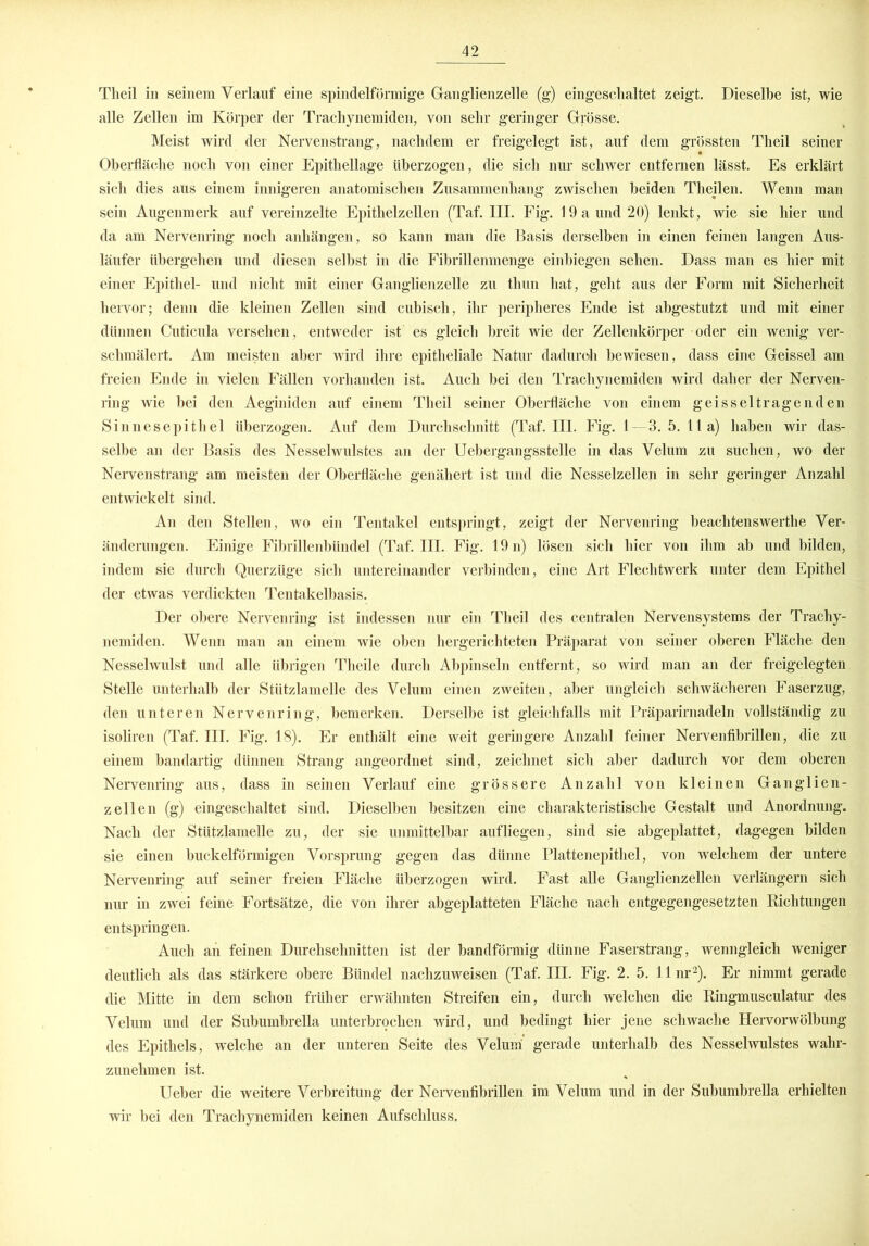 Theil in seinem Verlauf eine spindelförmige Ganglienzelle (g) eingeschaltet zeigt. Dieselbe ist, wie alle Zellen im Körper der Trachynemiden, von sehr geringer Grösse. Meist wird der Nervenstrang, nachdem er freigelegt ist, auf dem grössten Theil seiner Oberfläche noch von einer Epithellage überzogen, die sich nur schwer entfernen lässt. Es erklärt sich dies aus einem innigeren anatomischen Zusammenhang zwischen beiden Theilen. Wenn man sein Augenmerk auf vereinzelte Epithelzellen (Taf. III. Fig. 19 a und 20) lenkt, wie sie hier und da am Nervenring noch anhängen, so kann man die Basis derselben in einen feinen langen Aus- läufer übergehen und diesen seihst in die Fibrillenmenge einbiegen sehen. Dass man es hier mit einer Epithel- und nicht mit einer Ganglienzelle zu thun hat, geht aus der Form mit Sicherheit hervor; denn die kleinen Zellen sind cubisch, ihr peripheres Ende ist abgestutzt und mit einer dünnen Cuticula versehen, entweder ist' es gleich breit wie der Zellenkörper oder ein wenig ver- schmälert. Am meisten aber wird ihre epitheliale Natur dadurch bewiesen, dass eine Geissei am freien Ende in vielen Fällen vorhanden ist. Auch bei den Trachynemiden wird daher der Nerven- ring wie bei den Aeginiden auf einem Theil seiner Oberfläche von einem g eisseltragen den Sinnesepithel überzogen. Auf dem Durchschnitt (Taf. III. Fig. 1—3. 5.1la) haben wir das- selbe an der Basis des Nesselwulstes an der Uebergangsstelle in das Velum zu suchen, wo der Nervenstrang am meisten der Oberfläche genähert ist und die Nesselzellen in sehr geringer Anzahl entwickelt sind. An den Stellen, wo ein Tentakel entspringt, zeigt der Nervenring beaclitenswerthe Ver- änderungen. Einige Fibrillenbündel (Taf. III. Fig. 19 n) lösen sich hier von ihm ab und bilden, indem sie durch Querzüge sich untereinander verbinden, eine Art Flechtwerk unter dem Epithel der etwas verdickten Tentakelbasis. Der obere Nervenring ist indessen nur ein Theil des centralen Nervensystems der Trachy- nemiden. Wenn man an einem wie oben hergerichteten Präparat von seiner oberen Fläche den Nesselwulst und alle übrigen Theile durch Abpinseln entfernt, so wird man an der freigelegten Stelle unterhalb der Stützlamelle des Velum einen zweiten, aber ungleich schwächeren Faserzug, den unteren Nervenring, bemerken. Derselbe ist gleichfalls mit Präparirnadeln vollständig zu isoliren (Taf. III. Fig. 18). Er enthält eine weit geringere Anzahl feiner Nervenfihrillen, die zu einem bandartig dünnen Strang angeordnet sind, zeichnet sich aber dadurch vor dem oberen Nervenring aus, dass in seinen Verlauf eine grössere Anzahl von kleinen Ganglien- zellen (g) eingeschaltet sind. Dieselben besitzen eine charakteristische Gestalt und Anordnung. Nach der Stützlamelle zu, der sie unmittelbar auf liegen, sind sie abgeplattet, dagegen bilden sie einen buckelförmigen Vorsprung gegen das dünne Plattenepithel, von welchem der untere Nervenring auf seiner freien Fläche überzogen wird. Fast alle Ganglienzellen verlängern sich nur in zwei feine Fortsätze, die von ihrer abgeplatteten Fläche nach entgegengesetzten Richtungen entspringen. Auch an feinen Durchschnitten ist der bandförmig dünne Faserstrang, wenngleich weniger deutlich als das stärkere obere Bündel nachzuweisen (Taf. III. Fig. 2. 5. llnr2). Er nimmt gerade die Mitte in dem schon früher erwähnten Streifen ein, durch welchen die Ringmusculatur des Velum und der Subumbrella unterbrochen wird, und bedingt hier jene schwache Hervorwölbung des Epithels, welche an der unteren Seite des Velum' gerade unterhalb des Nesselwulstes wahr- zunehmen ist. Ueber die weitere Verbreitung der Nervenfibrillen im Velum und in der Subumbrella erhielten wir bei den Trachynemiden keinen Aufschluss.