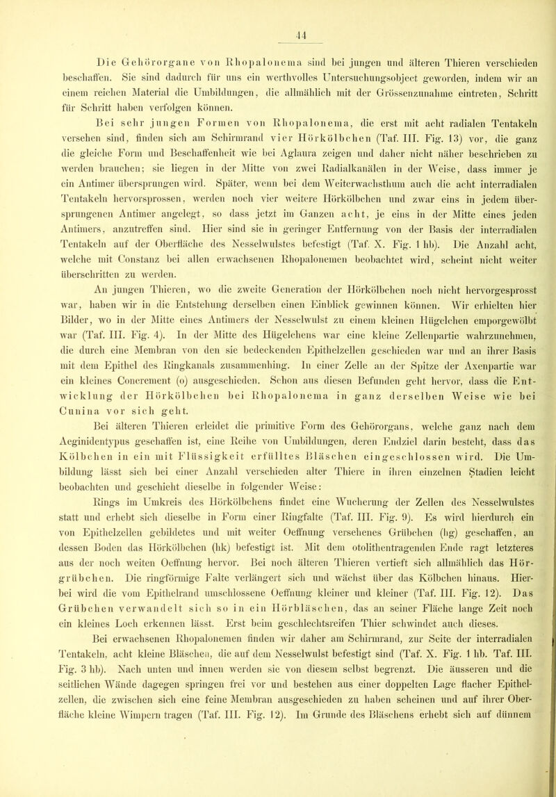 Die Gehörorgane von Rliopalonema sind bei jungen und älteren Thieren verschieden beschaffen. Sie sind dadurch für uns ein werthvolles Untersuchungsobject geworden, indem wir an einem reichen Material die Umbildungen, die allmählich mit der Grössenzunahme eintreten, Schritt für Schritt haben verfolgen können. Bei sehr jungen Formen von Rliopalonema, die erst mit acht radialen Tentakeln versehen sind, finden sich am Schirmrand vier Hörkölbchen (Taf. III. Fig. 13) vor, die ganz die gleiche Form und Beschaffenheit wie bei Aglaura zeigen und daher nicht näher beschrieben zu werden brauchen; sie liegen in der Mitte von zwei Radialkanälen in der Weise, dass immer je ein Antimer übersprungen wird. Später, wenn bei dem Weiterwach stimm auch die acht interradialen Tentakeln hervorsprossen, werden noch vier weitere Hörkölbchen und zwar eins in jedem über- sprungenen Antimer angelegt, so dass jetzt im Ganzen acht, je eins in der Mitte eines jeden Antimers, anzutreffen sind. Hier sind sie in geringer Entfernung von der Basis der interradialen Tentakeln auf der Oberfläche des Nesselwulstes befestigt (Taf. X. Fig. 1 hb). Die Anzahl acht, welche mit Constanz bei allen erwachsenen Rhopalonemen beobachtet wird, scheint nicht weiter überschritten zu werden. An jungen Thieren, wo die zweite Generation der Hörkölbchen noch nicht hervorgesprosst war, haben wir in die Entstehung derselben einen Einblick gewinnen können. Wir erhielten hier Bilder, wo in der Mitte eines Antimers der Nesselwulst zu einem kleinen Hügelchen emporgewölbt war (Taf. III. Fig. 4). In der Mitte des Kügelchens war eine kleine Zellenpartie wahrzunehmen, die durch eine Membran von den sie bedeckenden Epithelzellen geschieden war und an ihrer Basis mit dem Epithel des Ringkanals zusammenhing. In einer Zelle an der Spitze der Axenpartie war ein kleines Concrement (o) ausgeschieden. Schon aus diesen Befunden geht hervor, dass die Ent- wicklung der Hörkölbchen bei Rliopalonema in ganz derselben Weise wie bei Cunina vor sich geht. Bei älteren Thieren erleidet die primitive Form des Gehörorgans, welche ganz nach dem Aeginidentypus geschaffen ist, eine Reihe von Umbildungen, deren Endziel darin besteht, dass das Kölbchen in ein mit Flüssigkeit erfülltes Bläschen eingeschlossen wird. Die Um- bildung lässt sich bei einer Anzahl verschieden alter Thiere in ihren einzelnen Stadien leicht beobachten und geschieht dieselbe in folgender Weise: Rings im Umkreis des Ilörkölbchens findet eine Wucherung der Zellen des Nesselwulstes statt und erhebt sich dieselbe in Form einer Ringfalte (Taf. III. Fig. 9). Es wird hierdurch ein von Epithelzellen gebildetes und mit weiter Oeffnung versehenes Grübchen (hg) geschaffen, an dessen Boden das Hörkölbchen (hk) befestigt ist. Mit dem otolithentragenden Ende ragt letzteres aus der noch weiten Oeffnung hervor. Bei noch älteren Thieren vertieft sich allmählich das Hör- grübchen. Die ringförmige Falte verlängert sich und wächst über das Kölbchen hinaus. Hier- bei wird die vom Epithelrand umschlossene Oeffnung kleiner und kleiner (Taf. III. Fig. 12). Das Grübchen verwandelt sich so in ein Hörbläsclien, das an seiner Fläche lange Zeit noch ein kleines Loch erkennen lässt. Erst beim geschlechtsreifen Thier schwindet auch dieses. Bei erwachsenen Rhopalonemen finden wir daher am Schirmrand, zur Seite der interradialen Tentakeln, acht kleine Bläschen, die auf dem Nesselwulst befestigt sind (Taf. X. Fig. 1 hb. Taf. III. Fig. 3 hb). Nach unten und innen werden sie von diesem selbst begrenzt. Die äusseren und die seitlichen Wände dagegen springen frei vor und bestehen aus einer doppelten Lage flacher Epithel- zellen, die zwischen sich eine feine Membran ausgeschieden zu haben scheinen und auf ihrer Ober- fläche kleine Wimpern tragen (Taf. III. Fig. 12). Im Grunde des Bläschens erhebt sich auf dünnem