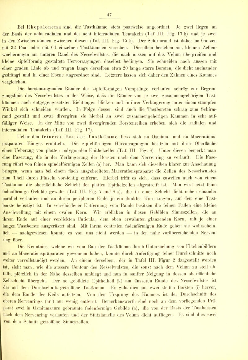 Bei Rhopaloneraa sind die Tastkämme stets paarweise angeordnet. Je zwei liegen an der Basis der acht radialen nnd der acht interradialen Tentakeln (Taf. III. Fig. 17 k) und je zwei in den Zwischenräumen zwischen diesen (Taf. III. Fig. 15 k). Der Schirmrand ist daher im Ganzen mit 32 Paar oder mit 64 einzelnen Tastkämmen versehen. Dieselben bestehen aus kleinen Zellen- wucherungen am unteren Rand des Nesselwulstes, die nach aussen auf das Velum iihergreifen und kleine zipfelförmig gestaltete Hervorragungen daselbst bedingen. Sie schneiden nach aussen mit einer graden Linie ab und tragen längs derselben etwa 20 lange starre Borsten, die dicht aneinander gedrängt und in einer Ebene angeordnet sind. Letztere lassen sich daher den Zähnen eines Kammes vergleichen. Die horstentragenden Ränder der zipfelförmigen Vorsprünge verlaufen schräg zur Begren- zungslinie des Nesselwulstes in der Weise, dass die Ränder von je zwei zusammengehörigen Tast- kämmen nach entgegengesetzten Richtungen blicken und in ihrer Verlängerung unter einem stumpfen Winkel sich schneiden würden. In Folge dessen sind auch die Tasthorsten schräg zum Schirm- rand gestellt und zwar divergiren sie hierbei an zwei zusammengehörigen Kämmen in sehr auf- fälliger Weise. In der Mitte von zwei divergirenden Borstenreihen erheben sich die radialen und interradialen Tentakeln (Taf. III. Fig. 17). Ueber den feineren Bau der Tastkämme liess sich an Osmium- und an Macerations- präparaten Einiges ermitteln. Die zipfelförmigen Hervorragungen besitzen auf ihrer Oberfläche einen Ueberzug von platten polygonalen Epithelzellen (Taf. III. Fig. 8). Unter diesen bemerkt man eine Faserung, die in der Verlängerung der Borsten nach dem Nervenring zu verläuft. Die Fase- rung rührt von feinen spindelförmigen Zellen (a) her. Man kann sich dieselben klarer zur Anschauung bringen, wenn man bei einem flach ausgebreiteten Macerationspräparat die Zellen des Nesselwulstes zum Theil durch Pinseln vorsichtig entfernt. Hierbei trifft es sich, dass zuweilen auch von einem Tastkamm die oberflächliche Schicht der platten Epithelzellen abgestreift ist. Man wird jetzt feine fadenförmige Gebilde gewahr (Taf. III. Fig. 7 und 8 a), die in einer Schicht dicht neben einander parallel verlaufen und an ihrem peripheren Ende je ein dunkles Korn tragen, auf dem eine Tast- horste befestigt ist. In verschiedener Entfernung vom Rande besitzen die feinen Fäden eine kleine Anschwellung mit einem ovalen Kern. Wir erblicken in diesen Gebilden Sinneszellen, die an ihrem Ende auf einer verdickten Cuticula, dem oben erwähnten glänzenden Korn, mit je einer langen Tastborste ausgerüstet sind. Mit ihrem centralen fadenförmigen Ende gehen sie wahrschein- lich — nachgewiesen konnte es von uns nicht werden — in den nahe vorüberziehenden Nerven- ring über. Die Kenntniss, welche wir vom Bau der Tastkämme durch Untersuchung von Flächenbildern und an Macerationspräparaten gewonnen haben, konnte durch Anfertigung feiner Durchschnitte noch weiter vervollständigt werden. An einem derselben, der in Tafel III. Figur 2 dargestellt worden ist, sieht man, wie die äussere Contour des Nesselwulstes, die sonst nach dem Velum zu steil ab- fällt, plötzlich in der Nähe desselben umbiegt und nun in sanfter Neigung in dessen oberflächliche Zellschicht übergeht. Der so gebildete Epithelkeil (k) am äusseren Rande des Nesselwulstes ist der auf dem Durchschnitt getroffene Tastkamm. Es geht dies aus zwei steifen Borsten (i) hervor, die dem Rande des Keils aufsitzen. Von dem Ursprung des Kammes ist der Durchschnitt des oberen Nervenrings (nr1) nur wenig entfernt. Bemerkenswertli sind noch an dem vorliegenden Prä- parat zwei in Osmiumsäure gebräunte fadenförmige Gebilde (a), die von der Basis der Tastborsten nach dem Nervenring verlaufen und der Stützlamelle des Velum dicht auf liegen. Es sind dies zwei von dem Schnitt getroffene Sinneszellen.