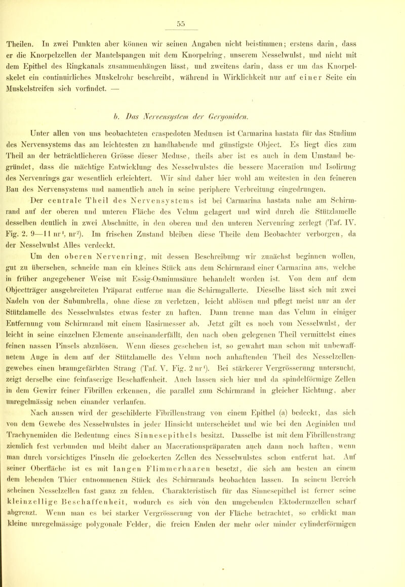 Theilen. In zwei Punkten aber können wir seinen Angaben nicht beistmimen; erstens darin, dass er die Knorpelzellen der Mantelspangen mit dem Knorpelring, unserem Nesselwulst, und nicht mit dem Epithel des Ringkanals Zusammenhängen lässt, und zweitens darin, dass er um das Knorpel- skelet ein continuirliches Muskelrohr beschreibt, während in Wirklichkeit nur auf einer Seite ein Muskelstreifen sich vorfindet. — b. Das Nervensystem der Geryoniden. Unter allen von uns beobachteten craspedoten Medusen ist Carmarina liastata für das Studium des Nervensystems das am leichtesten zu handhabende und günstigste Object. Es liegt dies zum Theil an der beträchtlicheren Grösse dieser Meduse, tlieils aber ist es auch in dem Umstand be- gründet, dass die mächtige Entwicklung des Nesselwulstes die bessere Maceration und Isolirung des Nervenrings gar wesentlich erleichtert. Wir sind daher hier wohl am weitesten in den feineren Bau des Nervensystems und namentlich auch in seine periphere Verbreitung eingedrungen. Der centrale Theil des Nervensystems ist bei Carmarina liastata nahe am Schirm- rand auf der oberen und unteren Fläche des Velum gelagert und wird durch die Stützlamelle desselben deutlich in zwei Abschnitte, in den oberen und den unteren Nervenring zerlegt (Taf. IV. Fig. 2. 9—llnr1, nr2). Im frischen Zustand bleiben diese Tlieile dem Beobachter verborgen, da der Nesselwulst Alles verdeckt. Um den oberen Nervenring, mit dessen Beschreibung wir zunächst beginnen wollen, gut zu übersehen, schneide man ein kleines Stück aus dem Schirmrand einer Carmarina aus, welche in früher angegebener Weise mit Essig-Osmiumsäure behandelt worden ist. Von dem auf dem Objectträger ausgebreiteten Präparat entferne man die Schirmgallerte. Dieselbe lässt sich mit zwei Nadeln von der Subumbrella, ohne diese zu verletzen, leicht ablösen und pflegt meist nur an der Stutzlamelle des Nesselwulstes etwas fester zu haften. Dann trenne man das Velum in einiger Entfernung vom Schirmrand mit einem Rasirmesser ab. Jetzt gilt es noch vom Nesselwulst, der leicht in seine einzelnen Elemente auseinanderfällt, den nach oben gelegenen Theil vermittelst eines feinen nassen Pinsels abzulösen. Wenn dieses geschehen ist, so gewahrt man schon mit unbewaff- netem Auge in dem auf der Stiitzlamelle des Velum noch anhaftenden Theil des Nesselzellen- gewebes einen braungefärbten Strang (Taf. V. Fig. 2nr'). Bei stärkerer Vergrösserung untersucht, zeigt derselbe eine feinfaserige Beschaffenheit. Auch lassen sich hier und da spindelförmige Zellen in dem Gewirr feiner Fibrillen erkennen, die parallel zum Schirmrand in gleicher Richtung, aber unregelmässig neben einander verlaufen. Nach aussen wird der geschilderte Fibrillenstrang von einem Epithel (a) bedeckt, das sich von dem Gewebe des Nessel Wulstes in jeder Hinsicht unterscheidet und wie bei den Aeginiden und Trachynemiden die Bedeutung eines Sinnesepithels besitzt. Dasselbe ist mit dem Fibrillen sträng ziemlich fest verbunden und bleibt daher an Macerationspräparaten auch dann noch haften, wenn man durch vorsichtiges Pinseln die gelockerten Zellen des Nesselwulstes schon entfernt hat. Auf seiner Oberfläche ist es mit langen Flimmerhaaren besetzt, die sich am besten an einem dem lebenden Thier entnommenen Stück des Schirmrands beobachten lassen. In seinem Bereich scheinen Nesselzellen fast ganz zu fehlen. Charakteristisch für das Sinnesepithel ist ferner seine kleinzellige Beschaffenheit, wodurch es sich von den umgebenden Ektodermzellen scharf abgrenzt. Wenn man es bei starker Vergrösserung von der Fläche betrachtet, so erblickt man kleine unregelmässige polygonale Felder, die freien Enden der mehr oder minder cylinderförmigen