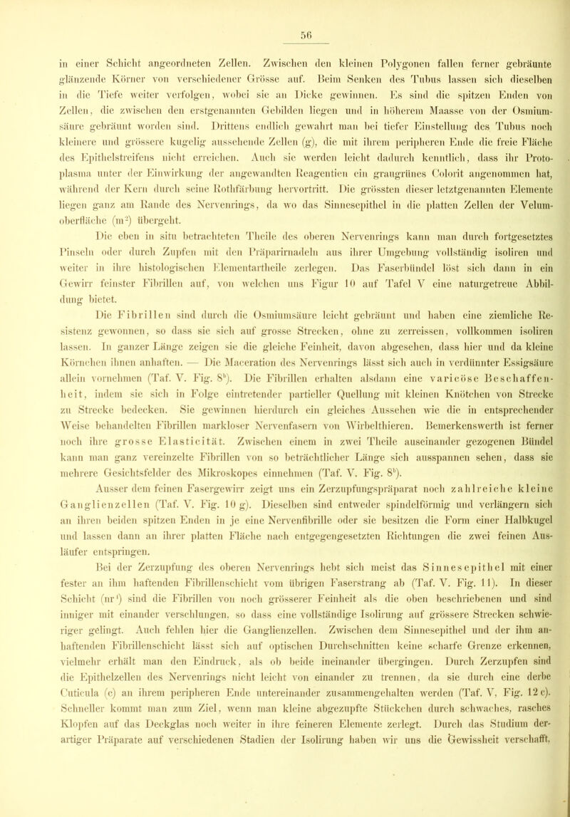 in einer Schicht angeordneten Zellen. Zwischen den kleinen Polygonen fallen ferner gebräunte glänzende Körner von verschiedener Grösse auf. Beim Senken des Tubus lassen sich dieselben in die Tiefe weiter verfolgen, wobei sie an Dicke gewinnen. Es sind die spitzen Enden von Zellen, die zwischen den erstgenannten Gebilden liegen und in höherem Maasse von der Osmium- säure gebräunt worden sind. Drittens endlich gewahrt man bei tiefer Einstellung des Tubus noch kleinere und grössere kugelig aussehende Zellen (g), die mit ihrem peripheren Ende die freie Fläche des Epithelstreifens nicht erreichen. Auch sie werden leicht dadurch kenntlich, dass ihr Proto- plasma unter der Einwirkung der angewandten Reagentien ein graugrünes Colorit angenommen hat, während der Kern durch seine Rothfärbung hervortritt. Die grössten dieser letztgenannten Elemente liegen ganz am Rande des Nervenrings, da wo das Sinnesepithel in die platten Zellen der Velum- oberfläche (m2) übergeht. Die eben in situ betrachteten Tlieile des oberen Nervenrings kann man durch fortgesetztes Pinseln oder durch Zupfen mit den Präparimadeln aus ihrer Umgebung vollständig isoliren und weiter in ihre histologischen Elementartheile zerlegen. Das Faserbündel löst sich dann in ein Gewirr feinster Fibrillen auf, von welchen uns Figur 10 auf Tafel V eine naturgetreue Abbil- dung bietet. Die Fibrillen sind durch die Osmiumsäure leicht gebräunt und haben eine ziemliche Re- sistenz gewonnen, so dass sie sich auf grosse Strecken, ohne zu zerreissen, vollkommen isoliren lassen. In ganzer Länge zeigen sie die gleiche Feinheit, davon abgesehen, dass hier und da kleine Körnchen ihnen anhaften. — Die Maceration des Nervenrings lässt sich auch in verdünnter Essigsäure allein vornehmen (Taf. V. Fig. Sb). Die Fibrillen erhalten alsdann eine varicöse Beschaffen- heit, indem sie sich in Folge eintretender partieller Quellung mit kleinen Knötchen von Strecke zu Strecke bedecken. Sie gewinnen hierdurch ein gleiches Aussehen wie die in entsprechender Weise behandelten Fibrillen markloser Nervenfasern von Wirbelthieren. Bemerkenswerth ist ferner noch ihre grosse Elasticität. Zwischen einem in zwei Tlieile auseinander gezogenen Bündel kann man ganz vereinzelte Fibrillen von so beträchtlicher Länge sich ausspannen sehen, dass sie mehrere Gesichtsfelder des Mikroskopes einnehmen (Taf. V. Fig. 8b). Ausser dem feinen Fasergewirr zeigt uns ein Zerzupfungspräparat noch zahlreiche kleine Ganglienzellen (Taf. V. Fig. 10 g). Dieselben sind entweder spindelförmig und verlängern sich an ihren beiden spitzen Enden in je eine Nervenfibrille oder sie besitzen die Form einer Halbkugel und lassen dann an ihrer platten Fläche nach entgegengesetzten Richtungen die zwei feinen Aus- läufer entspringen. Bei der Zerzupfung des oberen Nervenrings hebt sich meist das Sinnesepithel mit einer fester an ihm haftenden Fibrillenschicht vom übrigen Faserstrang ab (Taf. V. Fig. 11). In dieser Schicht (nr‘) sind die Fibrillen von noch grösserer Feinheit als die oben beschriebenen und sind inniger mit einander verschlungen, so dass eine vollständige Isolirung auf grössere Strecken schwie- riger gelingt. Auch fehlen hier die Ganglienzellen. Zwischen dem Sinnesepithel und der ihm an- haftenden Fibrillenschicht lässt sich auf optischen Durchschnitten keine scharfe Grenze erkennen, vielmehr erhält man den Eindruck, als ob beide ineinander übergingen. Durch Zerzupfen sind die Epithelzellen des Nervenrings nicht leicht von einander zu trennen, da sie durch eine derbe Cuticula (c) an ihrem peripheren Ende untereinander zusammengehalten werden (Taf. V, Fig. 12 c). Schneller kommt man zum Ziel, wenn man kleine abgezupfte Stückchen durch schwaches, rasches Klopfen auf das Deckglas noch weiter in ihre feineren Elemente zerlegt. Durch das Studium der- artiger Präparate auf verschiedenen Stadien der Isolirung haben wir uns die Gewissheit verschafft,