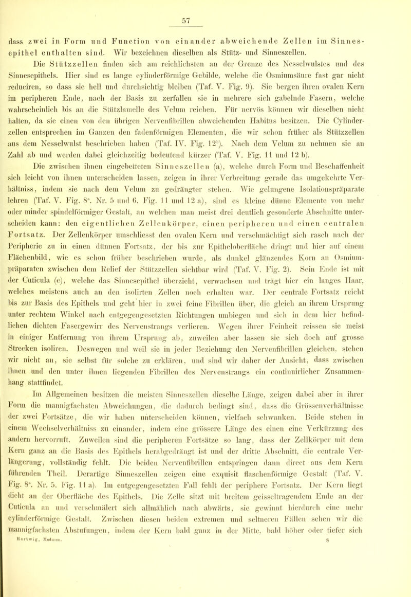 dass zwei in Form und Function von einander abweichende Zellen im Sinnes- epithel enthalten sind. Wir bezeichnen dieselben als Stütz- und Sinneszellen. Die Stützzellen finden sich am reichlichsten an der Grenze des Nesselwulstes und des Sinnesepithels. Hier sind es lange cylinderförmige Gebilde, welche die Osmiumsäure fast gar nicht reduciren, so dass sie hell und durchsichtig bleiben (Taf. Y. Fig. 9). Sie bergen ihren ovalen Kern im peripheren Ende, nach der Basis zu zerfallen sie in mehrere sich gabelnde Fasern, welche wahrscheinlich bis an die Stützlamelle des Velum reichen. Für nervös können wir dieselben nicht halten, da sie einen von den übrigen Nervenfibrillen abweichenden Habitus besitzen. Die Cylinder- zellen entsprechen im Ganzen den fadenförmigen Elementen, die wir schon früher als Stützzellen aus dem Nesselwulst beschrieben haben (Taf. IV. Fig. 12b). Nach dem Velum zu nehmen sie an Zahl ab und werden dabei gleichzeitig bedeutend kürzer (Taf. V. Fig. 11 und 12 b). Die zwischen ihnen eingebetteten Sinneszellen (a), welche durch Form und Beschaffenheit sich leicht von ihnen unterscheiden lassen, zeigen in ihrer Verbreitung gerade das umgekehrte Ver- liältniss, indem sie nach dem Velum zu gedrängter stehen. Wie gelungene Isolationspräparate lehren (Taf. V. Fig. 8a. Nr. 5 und 6. Fig. 11 und 12a), sind es kleine dünne Elemente von mehr oder minder spindelförmiger Gestalt, an welchen man meist drei deutlich gesonderte Abschnitte unter- scheiden kann: den eigentlichen Zellenkörper, einen peripheren und einen centralen Fortsatz. Der Zellenkörper umschliesst den ovalen Kern und verschmäclitigt sich rasch nach der Peripherie zu in einen dünnen Fortsatz, der bis zur Epitheloberfläche dringt und hier auf einem Flächenbild, wie es schon früher beschrieben wurde, als dunkel glänzendes Korn an Osmium- präparaten zwischen dem Relief der Stützzellen sichtbar wird (Taf. V. Fig. 2). Sein Ende ist mit der Cuticula (c), welche das Siunesepithel überzieht, verwachsen und trägt hier ein langes Haar, welches meistens auch an den isolirten Zellen noch erhalten war. Der centrale Fortsatz reicht bis zur Basis des Epithels und geht hier in zwei feine Fibrillen über, die gleich an ihrem Ursprung unter rechtem Winkel nach entgegengesetzten Richtungen umbiegen und sich in dem hier befind- lichen dichten Fasergewirr des Nervenstrangs verlieren. Wegen ihrer Feinheit reissen sie meist in einiger Entfernung von ihrem Ursprung ab, zuweilen aber lassen sie sich doch auf grosse Strecken isoliren. Deswegen und weil sie in jeder Beziehung den Nervenfibrillen gleichen, stehen wir nicht an, sie selbst für solche zu erklären, und sind wir daher der Ansicht, dass zwischen ihnen und den unter ihnen liegenden Fibrillen des Nervenstrangs ein continuirlicher Zusammen- hang stattfindet. Im Allgemeinen besitzen die meisten Sinneszellen dieselbe Länge, zeigen dabei aber in ihrer Form die mannigfachsten Abweichungen, die dadurch bedingt sind, dass die Grössenverhältnisse der zwei Fortsätze, die wir haben unterscheiden können, vielfach schwanken. Beide stehen in einem Wechselverhältniss zu einander, indem eine grössere Länge des einen eine Verkürzung des andern hervorruft. Zuweilen sind die peripheren Fortsätze so lang, dass der Zellkörper mit dem Kern ganz an die Basis des Epithels herabgedrängt ist und der dritte Abschnitt, die centrale Ver- längerung, vollständig fehlt. Die beiden Nervenfibrillen entspringen dann direct aus dem Kern führenden Theil. Derartige Sinneszellen zeigen eine exquisit flaschenförmige Gestalt (Taf. V. Fig. 8\ Nr. 5. Fig. 11 a). Im entgegengesetzten Fall fehlt der periphere Fortsatz. Der Kern liegt dicht an der Oberfläche des Epithels. Die Zelle sitzt mit breitem geisseltragendem Ende an der Cuticula au und verschmälert sich allmählich nach abwärts, sie gewinnt hierdurch eine mehr cylinderförmige Gestalt. Zwischen diesen beiden extremen und seltneren Fällen sehen wir die mannigfachsten Abstufungen, indem der Kern bald ganz in der Mitte, bald höher oder tiefer sich Hertwig, Medusen. 8