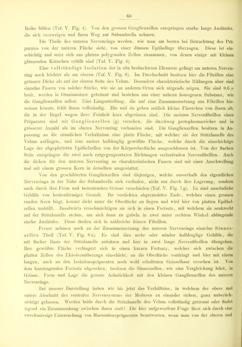 Reihe bilden (Taf. V. Fig. 4). Von den grossen Ganglienzellen entspringen starke lange Ausläufer, die sich verzweigen und ihren Weg zur Subumbrella nehmen. Die Theile des unteren Nervenrings werden, wie man am besten bei Betrachtung des Prä- parates von der unteren Fläche sieht, von einer dünnen Epithellage überzogen. Diese ist ein- schichtig und setzt sich aus platten polygonalen Zellen zusammen, von denen einige mit kleinen glänzenden Körnchen erfüllt sind (Taf. V. Fig. 4). Eine vollständige Isolation der in situ beobachteten Elemente gelingt am unteren Nerven- ring noch leichter als am oberen (Taf. V. Fig. 6). Im Durchschnitt besitzen hier die Fibrillen eine grössere Dicke als auf der oberen Seite des Velum. Besonders charakteristische Bildungen aber sind einzelne Fasern von solcher Stärke, wie sie an anderen Orten sich nirgends zeigen. Sie sind 0,6 ,« breit, werden in Osmiumsäure gebräunt und bestehen aus einer nahezu homogenen Substanz, wie die Ganglienzellen selbst. Eine Längsstreifung, die auf eine Zusammensetzung aus Fibrillen hin- weisen könnte, fehlt ihnen vollständig. Hie und da gehen seitlich kleine Fäserchen von ihnen ah, die in der Regel wegen ihrer Feinheit kurz abgerissen sind. Die meisten Nervenfibrillen eines Präparates sind mit Ganglienzellen (g) versehen, die durchweg protoplasmareicher und in grösserer Anzahl als im oberen Nervenring vorhanden sind. Die Ganglienzellen besitzen in An- passung an die räumlichen Verhältnisse eine platte Fläche, mit welcher sie der Sttitzlamelle des Velum aufliegen, und eine andere halbkuglig gewölbte Fläche, welche durch die einschichtige Lage der abgeplatteten Epithelzellen von der Körperoberfläche ausgeschlossen ist. Von der flachen Seite entspringen die zwei nach entgegengesetzten Richtungen verlaufenden Nervenfibrillen. Auch die dicken für den unteren Nervenring so charakteristischen Fasern sind mit einer Anschwellung und mit einem grossen Kern in derselben ausgestattet. Von den geschilderten Ganglienzellen sind diejenigen, welche ausserhalb des eigentlichen Nervenrings in der Nähe der Subumbrella sich vorfinden, nicht nur durch ihre Lagerung, sondern auch durch ihre Form und bedeutendere Grösse verschieden (Taf. V. Fig. 7 g). Es sind ansehnliche Gebilde von keulenförmiger Gestalt. Ihr verdicktes abgerundetes Ende, welches einen grossen runden Kern birgt, kommt dicht unter die Oberfläche zu liegen und wird hier von platten Epithel- zellen umhüllt. Basalwärts verschmächtigen sie sich in einen Fortsatz, mit welchem sie senkrecht auf der Stützlamelle stehen, um sich dann zu gabeln in zwei unter rechtem Winkel abbiegende starke Ausläufer. Diese theilen sich in zahlreiche feinere Fibrillen. Ferner nehmen noch an der Zusammensetzung des unteren Nervenrings einzelne Sinnes- zellen Theil (Taf. V. Fig. 6 a). Es sind dies mehr oder minder halbkuglige Gebilde, die mit flacher Basis der Stützlamelle aufsitzen und hier in zwei lange Nervenfibrillen übergehen. Ihre gewölbte Fläche verlängert sich in einen kurzen Fortsatz, welcher sich zwischen die platten Zellen des Ektodermüberzugs einschiebt, an die Oberfläche vordringt und hier mit einem langen, auch an den Isolationspräparaten noch wohl erhaltenen Geisselhaar versehen ist. Von dem haartragenden Fortsatz abgesehen, besitzen die Sinneszellen, wie eine Vergleichung lehrt, in Grösse, Form und Lage die grösste Aehnliehkeit mit den kleinen Ganglienzellen des unteren Nervenrings. Bei unserer Darstellung haben wir bis jetzt das Verhältniss, in welchem der obere und untere Abschnitt des centralen Nervensystems der Medusen zu einander stehen, ganz unberück- sichtigt gelassen. Werden beide durch die Stiitzlamelle des Velum vollständig getrennt oder findet irgend ein Zusammenhang zwischen ihnen statt? Die hier aufgeworfene Frage lässt sich durch eine zweckmässige Untersuchung von Macerationspräparaten beantworten, wenn man von der oberen und