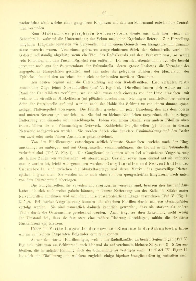 nachweisbar sind, welche einen gangliosen Endplexus mit dem am Schirmrand entwickelten Central- theil verbinden. Zum Studium des peripheren Nervensystems diente uns auch hier wieder die Subumbrella, während die Untersuchung des Velum uns keine Ergebnisse lieferte. Zur Herstellung tauglicher Präparate benutzten wir Geryoniden, die in einem Gemisch von Essigsäure und Osmium- säure macerirt waren. Von einem grösseren ausgeschnittenen Stück der Subumbrella wurde die Gallerte vollständig abgelöst; wenn ein Tlieil des Radialkanals auf dem Präparate war, so wurde sein Entoderm mit dem Pinsel möglichst rein entfernt. Die zurückbleibende dünne Lamelle besteht jetzt nur noch aus der Stützmembran der Subumbrella, deren grosse Resistenz die Vornahme der angegebenen Manipulation gestattet, und den unter ihr gelegenen Theilen: der Musculatur, der Epithelschicht und den zwischen ihnen sich ausbreitenden nervösen Elementen. Am besten beginnt man die Untersuchung mit den Radialkanälen. Hier verlaufen relativ ansehnliche Züge feiner Nervenfibrillen (Taf. V. Fig. 1 n). Dieselben lassen sich weiter an den Rand der Genitalblätter verfolgen, wo sie sich etwas nach einwärts von der Linie hinziehen, mit welcher die circulären Muskelfasern (m) plötzlich abschneiden. Sie liegen unmittelbar der unteren Seite der Stützlamelle auf und werden nach der Höhle des Schirms zu von einem dünnen gross- zeiligen Plattenepithel überzogen. Die Fibrillen gleichen in jeder Beziehung den aus dem oberen und unteren Nervenring beschriebenen. Sie sind zu kleinen Bündelchen angeordnet, die in geringer Entfernung von einander sich hinschlängeln. Indem von einem Bündel zum andern Fibrillen über- treten, bilden sie ein feinmaschiges Netzwerk. Zahlreiche Ganglienzellen (g) können in diesem Netzwerk nachgewiesen werden. Sie werden durch eine dunklere Osmiumfärbung und den Besitz von zwei oder mehr feinen Ausläufern gekennzeichnet. Von den Fibrillenzügen entspringen seitlich kleinste Stämmchen, welche nach der Ring- muskellage zu umbiegen und mit Ganglienzellen Zusammenhängen, die überall in der Subumbrella verbreitet sind (Taf. V. Fig. 1). Die Ganglienzellen können schon bei schwächerer Vergrösserung als kleine Zellen von wechselnder, oft sternförmiger Gestalt, sowie man einmal auf sie aufmerk- sam geworden ist, leicht wahrgenommen werden. Ganglienzellen und Nervenfibrillen der Subumbrella sind zwischen die Muskelfaserlage und deren Matrix, das grosszellige Platten- epithel, eingeschaltet. Sie werden daher nach oben von den quergestreiften Ringfasern, nach unten von dem Plattenepithel überzogen. Die Ganglienzellen, die zuweilen mit zwei Kernen versehen sind, besitzen drei bis fünf Aus- läufer, die sich noch weiter gabeln können, in kurzer Entfernung von der Zelle die Stärke zarter Nervenfibrillen annehmen und sich durch ihre ausserordentliche Länge auszeichnen (Taf. V. Fig. 1. 3. 5 g). Bei starker Vergrösserung konnten die einzelnen Fibrillen durch mehrere Gesichtsfelder verfolgt werden. Sie sind namentlich dadurch kenntlich geworden, dass sie stärker als andere Theile durch die Osmiumsäure geschwärzt werden. Auch trägt zu ihrer Erkennung nicht wenig der Umstand bei, dass sie fast stets eine radiäre Richtung einschlagen, mithin die circulären Muskelfasern (m) kreuzen. Ueber die Vertlieilungsweise der nervösen Elemente in der Subumbrella haben wir an zahlreichen Präparaten Folgendes ermitteln können. Ausser den starken Fibrillenzügen, welche den Radialkanälen zu beiden Seiten folgen (Taf. V. Fig. 1 n), trifft man am Schirmrand auch hier und da auf vereinzelte kleinere Züge von 3—5 Nerven- fibrillen, die in radialer Richtung nach der Schirmmitte zu verfolgen sind. In Tafel IV. Figur 14 ist solch ein Fibrillenzug, in welchem zugleich einige bipolare Ganglienzellen (g) enthalten sind,