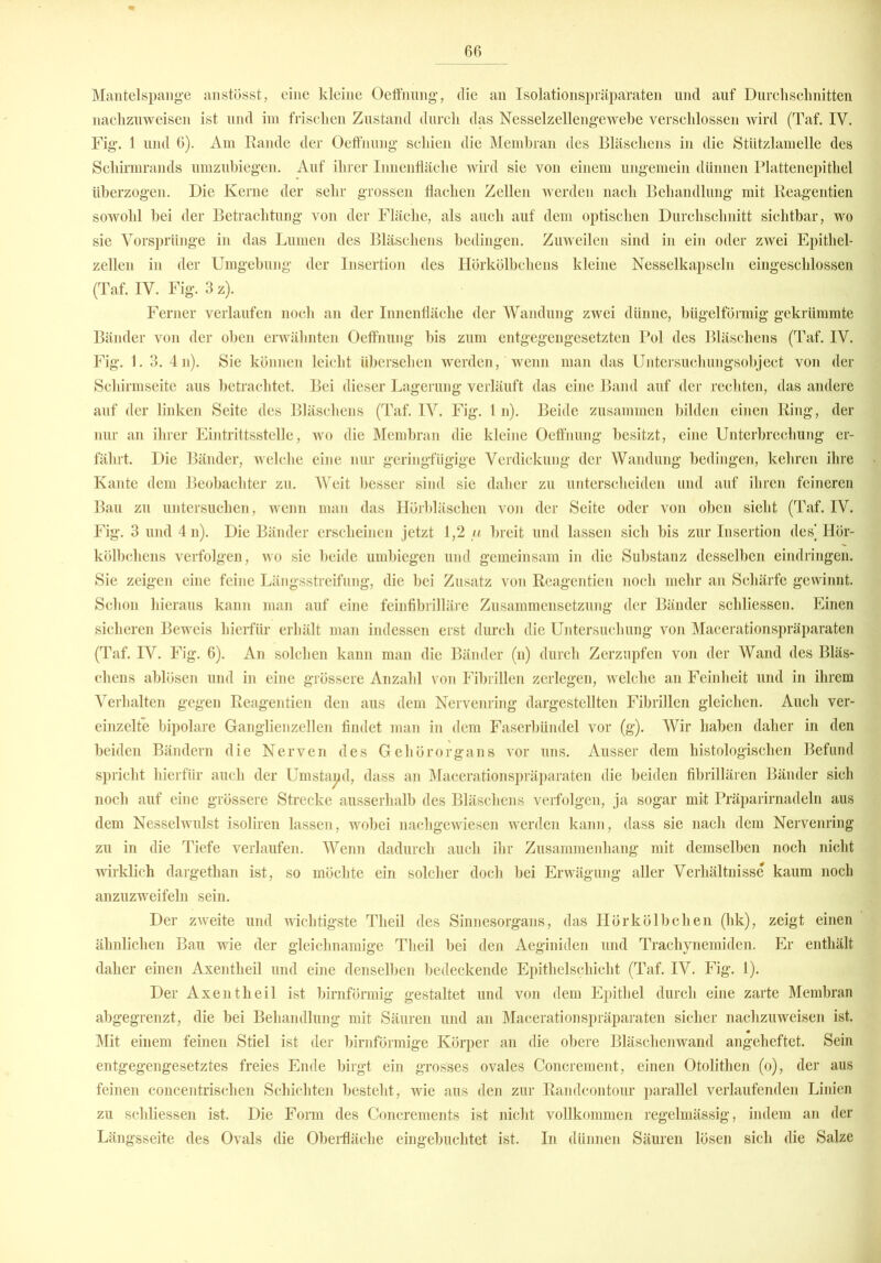 Mantelspange anstösst, eine kleine Oeffnung, die an Isolationspräparaten und auf Durchschnitten nachzuweisen ist und im frischen Zustand durch das Nesselzellengewehe verschlossen wird (Taf. IV. Fig. 1 und 6). Am Rande der Oeffnung schien die Membran des Bläschens in die Stützlamelle des Schirmrands umzubiegen. Auf ihrer Innenfläche wird sie von einem ungemein dünnen Plattenepithel überzogen. Die Kerne der sehr grossen flachen Zellen werden nach Behandlung mit Reagentien sowohl bei der Betrachtung von der Fläche, als auch auf dem optischen Durchschnitt sichtbar, wo sie Vorsprünge in das Lumen des Bläschens bedingen. Zuweilen sind in ein oder zwei Epithel- zellen in der Umgebung der Insertion des Iiörkölbchens kleine Nesselkapseln eingeschlossen (Taf. IV. Fig. 3 z). Ferner verlaufen noch an der Innenfläche der Wandung zwei dünne, bügelförmig gekrümmte Bänder von der oben eiwähnten Oeffnung bis zum entgegengesetzten Pol des Bläschens (Taf. IV. Fig. 1. 3. 4n). Sie können leicht übersehen werden, wenn man das Untersuchungsobject von der Schirmseite aus betrachtet. Bei dieser Lagerung verläuft das eine Band auf der rechten, das andere auf der linken Seite des Bläschens (Taf. IV. Fig. 1 n). Beide zusammen bilden einen Ring, der nur an ihrer Eintrittsstelle, avo die Membran die kleine Oeffnung besitzt, eine Unterbrechung er- fälut. Die Bänder, welche eine nur geringfügige Verdickung der Wandung bedingen, kehren ihre Kante dem Beobachter zu. Weit besser sind sie daher zu unterscheiden und auf ihren feineren Bau zu untersuchen, wenn man das Hörbläschen von der Seite oder von oben sieht (Taf. IV. Fig. 3 und 4 n). Die Bänder erscheinen jetzt 1,2 u breit und lassen sich bis zur Insertion des’ Hör- kölbcliens verfolgen, wo sie beide umbiegen und gemeinsam in die Substanz desselben eindringen. Sie zeigen eine feine Längsstreifung, die bei Zusatz von Reagentien noch mehr an Schärfe gewinnt. Schon hieraus kann man auf eine feinfibrilläre Zusammensetzung der Bänder schliessen. Einen sicheren Beweis hierfür erhält man indessen erst durch die Untersuchung von Macerationspräparaten (Taf. IV. Fig. 6). An solchen kann man die Bänder (n) durch Zerzupfen von der Wand des Bläs- chens ablösen und in eine grössere Anzahl von Fibrillen zerlegen, welche an Feinheit und in ihrem Verhalten gegen Reagentien den aus dem Nervenring dargestellten Fibrillen gleichen. Auch ver- einzelte bipolare Ganglienzellen findet man in dem Faserbündel vor (g). Wir haben daher in den beiden Bändern die Nerven des Gehörorgans vor uns. Ausser dem histologischen Befund spricht hierfür auch der Umstand, dass an Macerationspräparaten die beiden fibrillären Bänder sich noch auf eine grössere Strecke ausserhalb des Bläschens verfolgen, ja sogar mit Präparirnadeln aus dem Nesselwulst isoliren lassen, wobei nachgewiesen werden kann, dass sie nach dem Nervenring zu in die Tiefe verlaufen. Wenn dadurch auch ihr Zusammenhang mit demselben noch nicht Avirklich dargethan ist, so möchte ein solcher doch bei Erwägung aller Verhältnisse kaum noch anzuzweifeln sein. Der zweite und Avichtigste Theil des Sinnesorgans, das Hörkölbchen (hk), zeigt einen ähnlichen Bau Avie der gleichnamige Theil bei den Aeginiden und Trachynemiden. Er enthält daher einen Axentheil und eine denselben bedeckende Epithelschicht (Taf. IV. Fig. 1). Der Axentheil ist bimförmig gestaltet und von dem Epithel durch eine zarte Membran abgegrenzt, die bei Behandlung mit Säuren und an Macerationspräparaten sicher nachzuweisen ist. Mit einem feinen Stiel ist der bimförmige Körper an die obere Bläschenwand angeheftet. Sein entgegengesetztes freies Ende birgt ein grosses ovales Conorement, einen Otolitlien (o), der aus feinen concentriselien Schichten besteht, Avie aus den zur Randcontour parallel verlaufenden Linien zu schliessen ist. Die Form des Concrements ist nicht vollkommen regelmässig, indem an der Längsseite des Ovals die Oberfläche eingebuchtet ist. In dünnen Säuren lösen sich die Salze