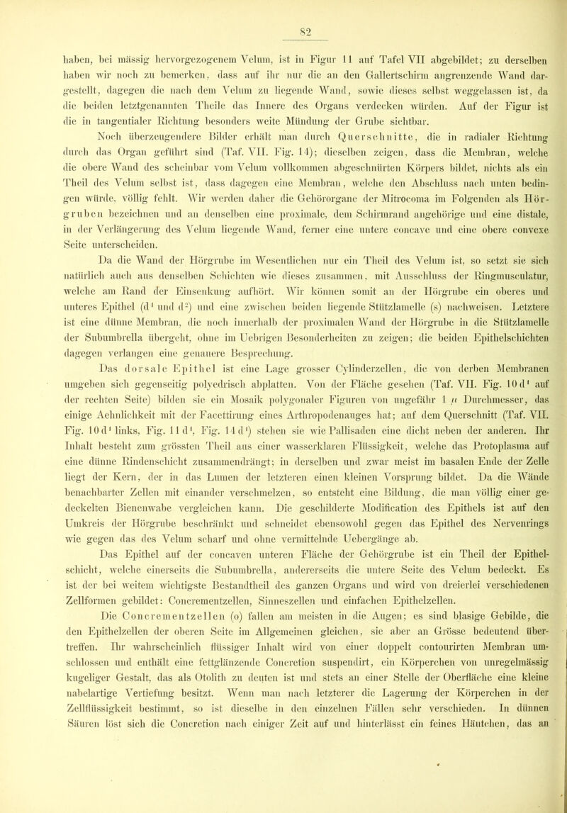 haben, bei massig hervorgezogenem Velum, ist in Figur 11 auf Tafel YII abgebilclet; zu derselben haben wir noch zu bemerken, dass auf ihr nur die an den Gallertschirm angrenzende Wand dar- gestellt, dagegen die nach dem Velum zu liegende Wand, sowie dieses selbst weggelassen ist, da die beiden letztgenannten Theile das Innere des Organs verdecken würden. Auf der Figur ist die in tangentialer Richtung besonders weite Mündung der Grube sichtbar. Noch überzeugendere Bilder erhält man durch Querschnitte, die in radialer Richtung durch das Organ geführt sind (Taf. YII. Fig. 14); dieselben zeigen, dass die Membran, welche die obere Wand des scheinbar vom Yelum vollkommen abgeschnürten Körpers bildet, nichts als ein Theil des Yelum selbst ist, dass dagegen eine Membran, welche den Abschluss nach unten bedin- gen würde, völlig fehlt. Wir werden daher die Gehörorgane der Mitrocoma im Folgenden als Hör- gruben bezeichnen und an denselben eine proximale, dem Schirmrand angehörige und eine distale, in der Verlängerung des Velum liegende Wand, ferner eine untere concave und eine obere convexe Seite unterscheiden. Da die Wand der Hörgrube im Wesentlichen nur ein Theil des Yelum ist, so setzt sie sich natürlich auch aus denselben Schichten wie dieses zusammen, mit Ausschluss der Ringmusculatur, welche am Rand der Einsenkung aufhört. Wir können somit an der Hörgrube ein oberes und unteres Epithel (d1 und d'-) und eine zwischen beiden liegende Stützlamelle (s) lachweisen. Letztere ist eine dünne Membran, die noch innerhalb der proximalen Wand der Hörgrube in die Stützlamelle der Subumbrella übergeht, ohne im Uebrigen Besonderheiten zu zeigen; die beiden Epithelschichten dagegen verlangen eine genauere Besprechung*. Das dorsale Epithel ist eine Lage grosser Cylinderzellen, die von derben Membranen umgeben sich gegenseitig polyedrisch abplatten. Von der Fläche gesehen (Taf. VII. Fig. 10 d1 auf der rechten Seite) bilden sie ein Mosaik polygonaler Figuren von ungefähr 1 /i Durchmesser, das einige Aehnliclikeit mit der Facettirung eines Arthropodenauges hat; auf dem Querschnitt (Taf. VII. Fig. 10 d1 links, Fig. 11 dl, Fig. 14 d') stehen sie wie Pallisaden eine dicht neben der anderen. Ihr Inhalt besteht zum grössten Theil aus einer wasserklaren Flüssigkeit, welche das Protoplasma auf eine dünne Rindenschicht zusammendrängt; in derselben und zwar meist im basalen Ende der Zelle liegt der Kern, der in das Lumen der letzteren einen kleinen Vorsprung bildet. Da die Wände benachbarter Zellen mit einander verschmelzen, so entsteht eine Bildung, die man völlig einer ge- deckelten Bienenwabe vergleichen kann. Die geschilderte Modiiication des Epithels ist auf den Umkreis der Hörgrube beschränkt und schneidet ebensowohl gegen das Epithel des Nervenrings wie gegen das des Velum scharf und ohne vermittelnde Uebergänge ab. Das Epithel auf der concaven unteren Fläche der Gehörgrube ist ein Theil der Epithel- schicht, welche einerseits die Subumbrella, andererseits die untere Seite des Velum bedeckt. Es ist der bei weitem wichtigste Bestandtlieil des ganzen Organs und wird von dreierlei verschiedenen Zellformen gebildet: Concrementzellen, Sinneszellen und einfachen Epithelzellen. Die Concrementzellen (o) fallen am meisten in die Augen; es sind blasige Gebilde, die den Epithelzellen der oberen Seite im Allgemeinen gleichen, sie aber an Grösse bedeutend über- treffen. Ihr wahrscheinlich flüssiger Inhalt wird von einer doppelt contourirten Membran um- schlossen und enthält eine fettglänzende Concretion suspendirt, ein Körperchen von unregelmässig kugeliger Gestalt, das als Otolith zu deuten ist und stets an einer Stelle der Oberfläche eine kleine nabelartige Vertiefung besitzt. Wenn man nach letzterer die Lagerung der Körperchen in der Zellflüssigkeit bestimmt, so ist dieselbe in den einzelnen Fällen sehr verschieden. In dünnen Säuren löst sich die Concretion nach einiger Zeit auf und hinterlässt ein feines Häutchen, das an