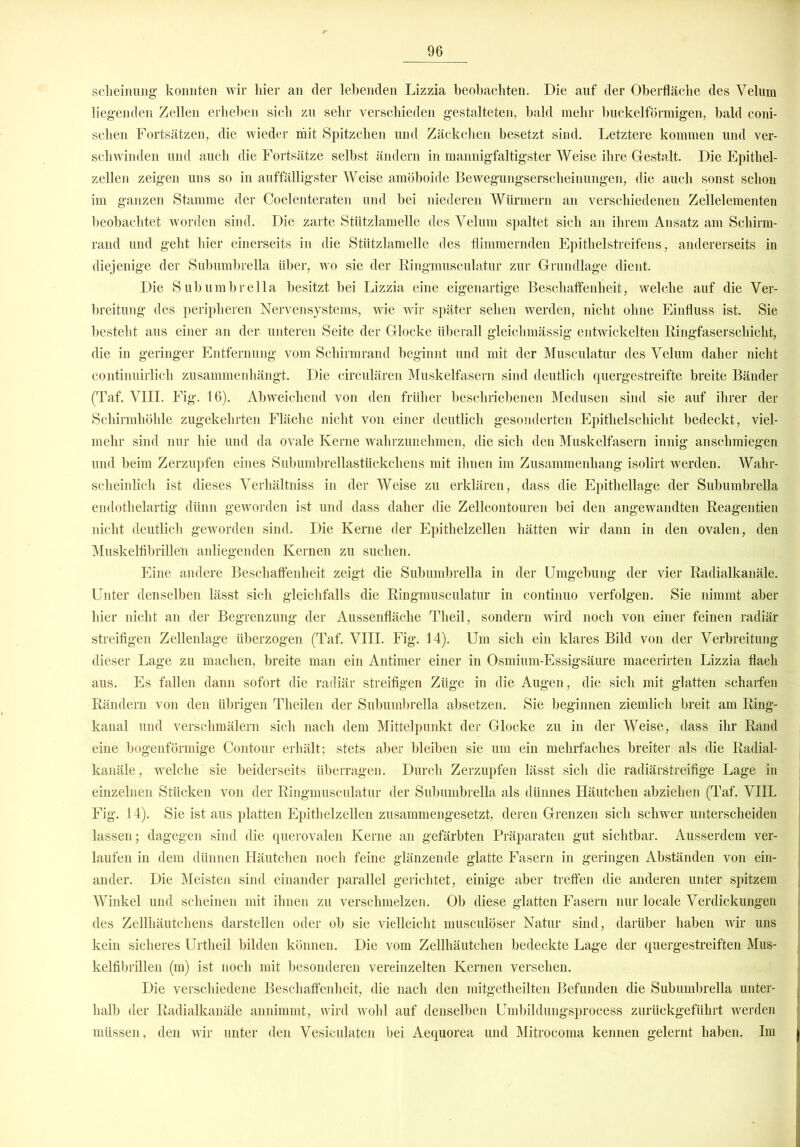 scheinung konnten wir hier an der lebenden Lizzia beobachten. Die auf der Oberfläche des Yelum liegenden Zellen erheben sich zu sehr verschieden gestalteten, bald mehr buckelförmigen, bald coni- sclien Fortsätzen, die wieder mit Spitzchen und Zäckchen besetzt sind. Letztere kommen und ver- schwinden und auch die Fortsätze selbst ändern in mannigfaltigster Weise ihre Gestalt. Die Epithel- zellen zeigen uns so in auffälligster Weise amöboide Bewegungserscheinungen, die auch sonst schon im ganzen Stamme der Coelenteraten und bei niederen Würmern an verschiedenen Zellelementen beobachtet worden sind. Die zarte Stützlamelle des Velum spaltet sich an ihrem Ansatz am Schirm- rand und geht hier einerseits in die Stützlamelle des flimmernden Epithelstreifens, andererseits in diejenige der Subumbrella über, wo sie der Ringmusculatur zur Grundlage dient. Die Subumbrella besitzt bei Lizzia eine eigenartige Beschaffenheit, welche auf die Ver- breitung des peripheren Nervensystems, wie wir später sehen werden, nicht ohne Einfluss ist. Sie besteht aus einer an der- unteren Seite der Glocke überall gleichmässig entwickelten Ringfaserschicht, die in geringer Entfernung vom Schirmrand beginnt und mit der Musculatur des Velum daher nicht continuirlich zusammenhängt. Die circulären Muskelfasern sind deutlich quergestreifte breite Bänder (Taf. VIII. Fig. 16). Abweichend von den früher beschriebenen Medusen sind sie auf ihrer der Schirmhöhle zugekehrten Fläche nicht von einer deutlich gesonderten Epithelschicht bedeckt, viel- mehr sind nur hie und da ovale Kerne wahrzunehmen, die sich den Muskelfasern innig anschmiegen und beim Zerzupfen eines Subumbrellastückcliens mit ihnen im Zusammenhang isolirt werden. Wahr- scheinlich ist dieses Verhältniss in der Weise zu erklären, dass die Epithellage der Subumbrella endothelartig dünn geworden ist und dass daher die Zellcontouren bei den angewandten Reagentien nicht deutlich geworden sind. Die Kerne der Epithelzellen hätten wir dann in den ovalen, den Muskelfibrillen anliegenden Kernen zu suchen. Eine andere Beschaffenheit zeigt die Subumbrella in der Umgebung der vier Radialkanäle. Unter denselben lässt sich gleichfalls die Ringmusculatur in continuo verfolgen. Sie nimmt aber hier nicht an der Begrenzung der Aussenfläche Theil, sondern wird noch von einer feinen radiär streifigen Zellenlage überzogen (Taf. VIII. Fig. 14). Um sich ein klares Bild von der Verbreitung dieser Lage zu machen, breite man ein Antimer einer in Osmium-Essigsäure macerirten Lizzia flach aus. Es fallen dann sofort die radiär streifigen Züge in die Augen, die sich mit glatten scharfen Rändern von den übrigen Theilen der Subumbrella absetzen. Sie beginnen ziemlich breit am Ring- kanal und verschmälern sich nach dem Mittelpunkt der Glocke zu in der Weise, dass ihr Rand eine bogenförmige Contour erhält; stets aber bleiben sie um ein mehrfaches breiter als die Radial- kanäle, welche sie beiderseits überragen. Durch Zerzupfen lässt sich die rädiärstreifige Lage in einzelnen Stücken von der Ringmusculatur der Subumbrella als dünnes Häutchen abziehen (Taf. VIII. Fig. 14). Sie ist aus platten Epithelzellen zusammengesetzt, deren Grenzen sich schwer unterscheiden lassen; dagegen sind die querovalen Kerne an gefärbten Präparaten gut sichtbar. Ausserdem ver- laufen in dem dünnen Häutchen noch feine glänzende glatte Fasern in geringen Abständen von ein- ! ander. Die Meisten sind einander parallel gerichtet, einige aber treffen die anderen unter spitzem Winkel und scheinen mit ihnen zu verschmelzen. Ob diese glatten Fasern nur locale Verdickungen des Zellhäutchens darstellen oder ob sie vielleicht musculöser Natur sind, darüber haben wir uns kein sicheres Urtheil bilden können. Die vom Zellhäutchen bedeckte Lage der quergestreiften Mus- kelfibrillen (m) ist noch mit besonderen vereinzelten Kernen versehen. Die verschiedene Beschaffenheit, die nach den mitgetheilten Befunden die Subumbrella unter- | halb der Radialkanäle annimmt, wird wohl auf denselben Umbildungsprocess zurückgeführt werden müssen, den wir unter den Vesiculaten bei Aequorea und Mitrocoma kennen gelernt haben. Im j