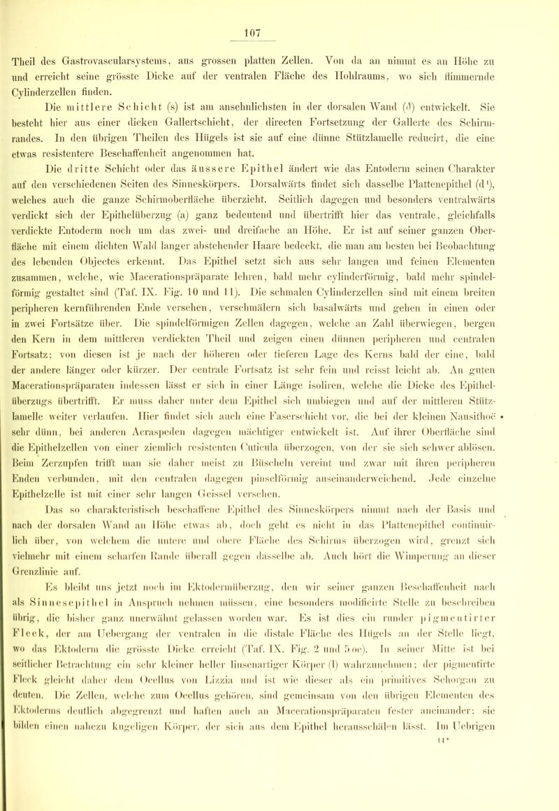 Tlieil des Gastrovascularsystems, aus grossen platten Zellen. Von da an nimmt es an Höhe zu und erreicht seine grösste Dicke auf der ventralen Fläche des Hohlraums, wo sich flimmernde Cylinderzellen finden. Die mittlere Schicht (s) ist am ansehnlichsten in der dorsalen Wand (fl) entwickelt. Sie besteht hier aus einer dicken Gallertschicht, der directen Fortsetzung der Gallerte des Schirm- randes. In den übrigen Theilen des Hügels ist sie auf eine dünne Stützlamelle reducirt, die eine etwas resistentere Beschaffenheit angenommen hat. Die dritte Schicht oder das äussere Epithel ändert wie das Entoderm seinen Charakter auf den verschiedenen Seiten des Sinneskörpers. Dorsalwärts findet sich dasselbe Plattenepithel (d1), welches auch die ganze Schirmoberfläche überzieht. Seitlich dagegen und besonders ventralwärts verdickt sich der Epithelüberzug (a) ganz bedeutend und übertrifft hier das ventrale, gleichfalls verdickte Entoderm noch um das zwei- und dreifache an Höhe. Er ist auf seiner ganzen Ober- fläche mit einem dichten Wald langer abstehender Haare bedeckt, die man am besten bei Beobachtung des lebenden Objectes erkennt. Das Epithel setzt sich aus sehr langen und feinen Elementen zusammen, welche, wie Macerationspräparate lehren, bald mehr cylinderförmig, bald mehr spindel- förmig gestaltet sind (Taf. IX. Fig. 10 und 11). Die schmalen Cylinderzellen sind mit einem breiten peripheren kernführenden Ende versehen, verschmälern sich basalwärts und gehen in einen oder in zwei Fortsätze über. Die spindelförmigen Zellen dagegen, welche an Zahl überwiegen, bergen den Kern in dem mittleren verdickten Tlieil und zeigen einen dünnen peripheren und centralen Fortsatz; von diesen ist je nach der höheren oder tieferen Lage des Kerns bald der eine, bald der andere länger oder kürzer. Der centrale Fortsatz ist sehr fein und reisst leicht ab. An guten Macerationspräparaten indessen lässt er sich in einer Länge isoliren, welche die Dicke des Epithel- überzugs übertrifft. Er muss daher unter dem Epithel sicli umbiegen und auf der mittleren Stütz- lamelle weiter verlaufen. Hier findet sich auch eine Faserschicht vor, die bei der kleinen Nausithoe sehr dünn, bei anderen Acraspeden dagegen mächtiger entwickelt ist. Auf ihrer Oberfläche sind die Epithelzellen von einer ziemlich resistenten Cuticula überzogen, von der sie sich schwer ablösen. Beim Zerzupfen trifft man sie daher meist zu Büscheln vereint und zwar mit ihren peripheren Enden verbunden, mit den centralen dagegen pinselförmig auseinanderweichend. Jede einzelne Epithelzelle ist mit einer sehr langen Geissei versehen. Das so charakteristisch beschaffene Epithel des Sinneskörpers nimmt nach der Basis und nach der dorsalen Wand an Höhe etwas ab, doch geht es nicht in das Plattenepithel continuir- lich über, von welchem die untere und obere Fläche des Schirms überzogen wird, grenzt sich vielmehr mit einem scharfen Rande überall gegen dasselbe ab. Auch hört die Wimperung an dieser Grenzlinie auf. Es bleibt uns jetzt noch im Ektodermüberzug, den wir seiner ganzen Beschaffenheit nach als Sinnesepithel in Anspruch nehmen müssen, eine besonders modificirte Stelle zu beschreiben übrig, die bisher ganz unerwähnt gelassen worden war. Es ist dies ein runder pigmentirter Fleck, der am Uebergang der ventralen in die distale Fläche des Hügels an der Stelle liegt, wo das Ektoderm die grösste Dicke erreicht (Taf. IX. Fig. 2 und 5 oc). In seiner Mitte ist bei seitlicher Betrachtung ein sehr kleiner heller linsenartiger Körper (1) wahrzunehmen; der pigmenfirte Fleck gleicht daher dem Ocellus von Lizzia und ist wie dieser als ein primitives' Sehorgan zu deuten. Die Zellen, welche zum Ocellus gehören, sind gemeinsam von den übrigen Elementen des Ektoderms deutlich abgegrenzt und haften auch an Macerationspräparaten fester aneinander; sie bilden einen nahezu kugeligen Körper, der sich aus dem Epithel herausschälen lässt. Im Uebrigen 14*