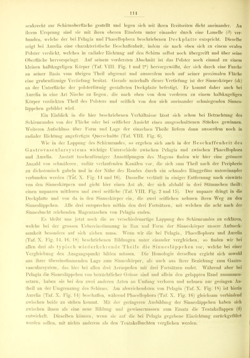 senkrecht zur Schirm Oberfläche gestellt und legen sich mit ihren Breitseiten dicht aneinander. An ihrem Ursprung sind sie mit ihren oberen Rändern unter einander durch eine Lamelle (d) ver- bunden, welche der bei Pelagia und Phacellophora beschriebenen Deckplatte entspricht. Dieselbe zeigt bei Aurelia eine charakteristische Beschaffenheit, indem sie nach oben sich zu einem ovalen Polster verdickt, welches in radialer Richtung auf den Schirm selbst noch Ubergreift und Uber seine Oberfläche hervorspringt. Auf seinem vordersten Abschnitt ist das Polster noch einmal zu einem kleinen halbkugeligen Körper (Taf. VIII. Fig. 1 und 2*) hervorgewölbt, der sich durch eine Furche an seiner Basis vom übrigen Theil abgrenzt und ausserdem noch auf seiner proximalen Fläche eine grubenförmige Vertiefung besitzt. Gerade unterhalb dieser Vertiefung ist der Sinneskörper (sk) an der Unterfläche der polsterförmig gestalteten Deckplatte befestigt. Er kommt daher auch bei Aurelia in eine Art Nische zu liegen, die nach oben von dem vorderen zu einem halbkugeligen Körper verdickten Theil des Polsters und seitlich von den sich aneinander schmiegenden Sinnes- läppchen gebildet wird. Ein Einblick in die hier beschriebenen Verhältnisse lässt sich schon bei Betrachtung des Schirmrandes von der Fläche oder bei seitlicher Ansicht eines ausgeschnittenen Stückes gewinnen. Weiteren Aufschluss über Form und Lage der einzelnen Theile liefern dann ausserdem noch in radialer Richtung an gefertigte Querschnitte (Taf. VIII. Fig. 6). Wie in der Lappung des Schirmrandes, so ergeben sich auch in der Beschaffenheit des Gastro vaseul arsy stems wichtige Unterschiede zwischen Pelagia und zwischen Phacellophora und Aurelia. Anstatt tasehenförmiger Ausstülpungen des Magens linden wir hier eine grössere Anzahl von schmäleren, radiär verlaufenden Kanälen vor, die sich zum Theil nach der Peripherie zu dichotomiscli gabeln und in der Nähe des Randes durch ein schmales Ringgcfäss untereinander verbunden werden (Taf. X. Fig. 14 und 1(3). Dasselbe verläuft in einiger Entfernung nach einwärts von den Sinneskörpem und giebt hier einen Ast ab, der sich alsbald in drei Stämmchen theilt: einen unpaaren mittleren und zwei seitliche (Taf. VIII. Fig. 2 und 15). Der unpaare dringt in die Deckplatte und von da in den Sinneskörper ein, die zwei seitlichen nehmen ihren Weg zu den Sinnesläppchen Alle drei entsprechen mithin den drei Fortsätzen, mit welchen die acht nach der Sinnesbucht reichenden Magentaschen von Pelagia enden. Es bleibt uns jetzt noch die so verschiedenartige Lappung des Sehirmrandes zu erklären, welche bei der grossen UebereinStimmung in Bau und Form der Sinneskörper unsere Aufmerk- samkeit besonders auf sich ziehen muss. Wenn wir die bei Pelagia, Phacellophora und Aurelia (Taf. X. Fig. 14. 16. 18) beschriebenen Bildungen unter einander vergleichen, so finden wir bei allen drei als typisch wiederkehrende Theile die Sinnesläppchen vor, welche bei einer Vergleichung den Ausgangspunkt bilden müssen. Die Homologie derselben ergiebt sich sowohl aus ihrer übereinstimmenden Lage zum Sinneskörper, als auch aus ihrer Beziehung zum Gastro- vascularsystem, das hier bei allen drei Acraspeden mit drei Fortsätzen endet. Während aber bei Pelagia die Sinnesläppchen von beträchtlicher Grösse sind und allein den gelappten Rand zusammen- setzen, haben sie bei den zwei anderen Arten an Umfang verloren und nehmen nur geringen An- theil an der Umgrenzung des Schirms. Am abweichendsten von Pelagia (Taf. X. Fig. 18) ist hierin Aurelia (Taf. X. Fig. 14) beschaffen, während Phacellophora (Taf. X. Fig. 16) gleichsam verbindend zwischen beide zu stehen kommt. Mit der geringeren Ausbildung der Sinnesläppchen haben sich zwischen ihnen als eine neue Bildung und gewissennassen zum Ersatz die Ten takellappen (tl) entwickelt. Dieselben können, wenn sie auf die bei Pelagia gegebene Einrichtung zurückgeftihrt werden sollen, mit nichts anderem als den Tentakelbuchten verglichen werden.