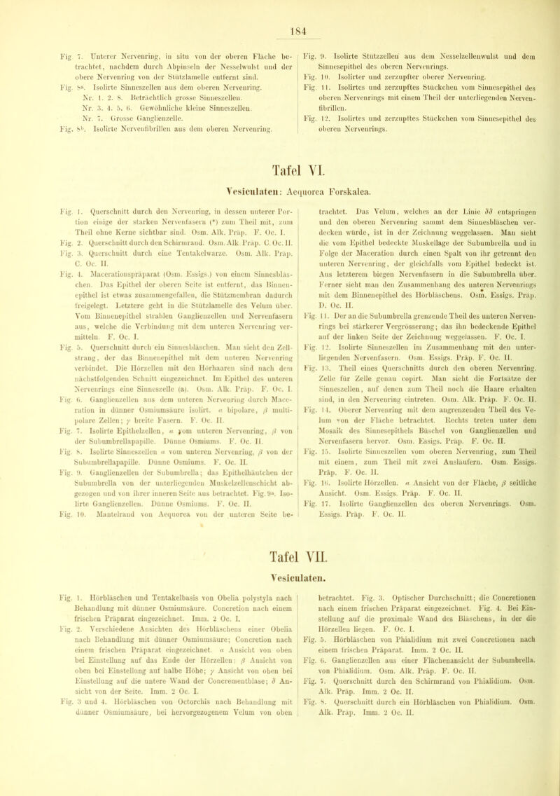 Fig 7. Unterer Nervenring, in situ von der oberen Fläche be- trachtet, nachdem durch Abpinseln der Nesselwulst und der obere Nervenring von der Stützlamclle entfernt sind. Fig. S». Isolirte Sinneszellen aus dem oberen Nervenring. Nr. 1. 2. 8. Beträchtlich grosse Sinneszellen. Nr. 3. 4. 5. 6. Gewöhnliche kleine Sinneszellen. Nr. 7. Grosse Ganglienzelle. Fig. 8l>. Isolirte Nervenfibrillen aus dem oberen Nervenring. Fig. 9. Isolirte Stützzellen aus dem Nesselzellenwulst und dem Sinuesepithel des oberen Nervenrings. Fig. 10. Isolirter und zerzupfter oberer Nerveuring. Fig. 11. Isolirtes und zerzupftes Stückchen vom Sinnesepithel des oberen Nervenrings mit einem Theil der unterliegenden Nerveu- tibrillen. Fig. 12. Isolirtes und zerzupftes Stückchen vom Sinuesepithel des oberen Nervenrings. Tafel VI. Yesiculaten: Aequorea Forskalea. Fig. 1. Querschnitt durch den Nervenring, in dessen unterer Por- tion einige der starken Nervenfasern (*) zum Theil mit, zum Theil ohne Kerne sichtbar sind. Osm. Alk. Priip. F. Oc. I. Fig. 2. Querschnitt durch den Schirmraud. Osm. Alk Präp. C. Oc. II. Fig. 3. Querschnitt durch eine Tentakelwarzc. Osm. Alk. Präp. C. Oc. II. Fig. 4. Macerationspräparat (Osm. Essigs.) von einem Sinuesbläs- chen. Das Epithel der oberen Seite ist entfernt, das Binuen- epithel ist etwas zusammengcfallen, die Stützmembran dadurch freigelegt. Letztere geht in die Stützlamelle des Veluin über. Vom Binueuepithel strahleu Ganglienzellen und Nervenfasern aus, welche die Verbindung mit dem unteren Nervenring ver- mitteln. F. Oc. I. Fig. 5. Querschnitt durch ein Siuuesbläschen. Mau sieht den Zell- strang, der das Binnenepithel mit dem unteren Nervenring verbindet. Die Hörzellen mit den Hörhaaren sind nach dem nächstfolgenden Schnitt eingezeichnet. Im Epithel des unteren Nervenrings eine Sinneszellc (a). Osm. Alk. Präp. F. Oc. I. Fig. 0. Ganglienzellen aus dem unteren Nerveuring durch Macc- ration in dünner Osmiumsäure isolirt. « bipolare, ß multi- polare Zellen; y breite Fasern. F. Oc. II. Fig. 7. Isolirte Epithelzcllcn, « yom unteren Nerveuring, ß von der Subumbrellapapillc. Düuuc Osmiums. F. Oc. II. Fig. h. Isolirte Sinneszelleu « vom unteren Nerveuring, ß von der Subumbrellapapiile. Dünne Osmiums. F. Oc. II. Fig. 9. Ganglienzellen der Subumbrella; das Epithelhäutchcn der Subumbrclla von der unterliegenden Muskelzcllenschicht ab- gezogen und von ihrer inneren Seite aus botrachtot. Fig. 9». Iso- lirte Ganglienzellen. Dünne Osmiums. F. Oc. II. Fig. 10. Mautelraud von Aequorea von der unteren Seite be- trachtet. Das Velum, welches au der Linie SS entspringen und den oberen Nervenring sammt dem Sinnesbläscheu ver- decken würde, ist iu der Zeichnung weggelassen. Mau sieht die vom Epithel bedeckte Muskellage der Subumbrella und iu Folge der Maccration durch einen Spalt von ihr getrennt den unteren Nervenring, der gleichfalls vom Epithel bedeckt ist. Aus letzterem biegen Nervenfasern in die Subumbrella über. Ferner sieht man den Zusammenhang des unteren Nervenrings mit dem Binnenepithel des Ilörbläschens. Osm. Essigs. Präp. D. Oc. II. Fig. 11. Der au die Subumbrella grenzende Theil des unteren Nerven- rings bei stärkerer Vergrösserung; das ihn bedeckende Epithel auf der linken Seite der Zeichnung weggelassen. F. Oc. I. Fig. 12. Isolirte Sinneszelleu im Zusammenhang mit den unter- liegenden Nervenfasern. Osm. Essigs. Präp. F. Oc. II. Fig. 13. Theil eines Querschnitts durch den oberen Nervenring. Zelle für Zelle genau copirt. Man sieht die Fortsätze der Sinneszellcn, auf denen zum Theil noch die Haare erhalten sind, in den Nerveuring eintreten. Osm. Alk. Präp. F. Oc. II. Fig. 14. Oberer Nervenring mit dem angrenzenden Theil des Ve- lum von der Fläche betrachtet. Rechts treten unter dem Mosaik des Siunesepithels Büschel von Ganglienzellen und Nervenfasern hervor. Osm. Essigs. Präp. F. Oc. H. Fig. 15. Isolirte Sinneszellen vom oberen Nervenring, zum Theil mit einem, zum Theil mit zwei Ausläufern. Osm. Essigs. Präp. F. Oc. II. Fig. lti. Isolirte Ilörzellen. « Ansicht von der Fläche, ß seitliche Ansicht. Osm. Essigs. Präp. F. Oc. II. Fig. 17. Isolirte Ganglienzellen des oberen Nervenrings. Osm. Essigs. Präp. F. Oc. II. Tafel VII. Yesiculaten. Fig. 1. Hörbläschen und Tentakelbasis von Obelia polystyla nach Behandlung mit dünner Osmiumsäure. Concretion nach einem frischen Präparat eingezeichnet. Imm. 2 Oc. I. Fig. 2. Verschiedene Ansichten des Hörbläschens einer Obelia nach Behandlung mit dünner Osmiumsäure; Concretion nach einem frischen Präparat eingezeichnet, a Ansicht von oben bei Einstellung auf das Ende der Hörzellen; ß Ansicht von oben bei Einstellung auf halbe Höhe; y Ansicht von oben bei Einstellung auf die untere Wand der Concrementblase; S An- i sicht von der Seite. 1mm. 2 Oc. I. Fig. 3 und 4. Hörbläschen von Octorchis nach Behandlung mit ' dünner Osmiumsäure, bei hervorgezogenem Velum von oben | betrachtet. Fig. 3. Optischer Durchschnitt; die Concretionen nach einem frischen Präparat eingezcichuet. Fig. 4. Bei Ein- stellung auf die proximale Wand des Bläschens, in der die Hörzellen liegen. F. Oc. I. Fig. 5. Hörbläschen von Phialidium mit zwei Concretionen nach einem frischen Präparat. Imm. 2 Oc. II. Fig. 6. Ganglienzellen aus einer Flächenansicht der Subumbrella. von Phialidium. Osm. Alk. Präp. F. Oc. II. Fig. 7. Querschnitt durch den Schirmrand von Phialidium. Osm. Alk. Präp. Imm. 2 Oc. II. Fig. 8. Querschnitt durch ein Hörbläschen von Phialidium. Osm. Alk. Präp. Imm. 2 Oc. II.