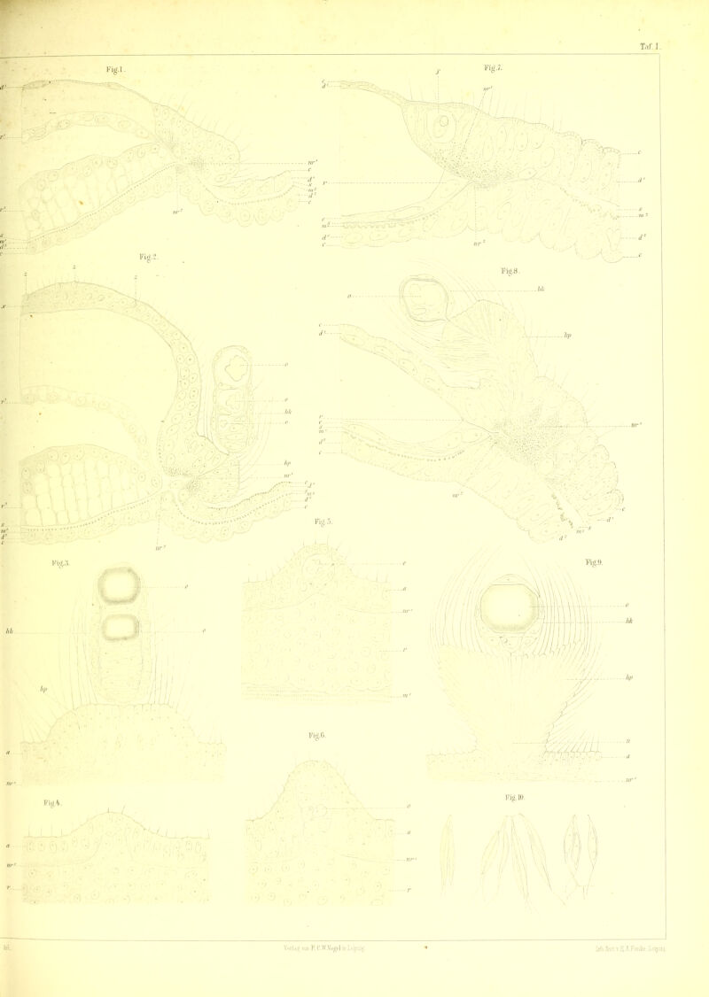 Tat.1. Verldg von F. C.W.Vogel in Leipzig. Intli Änst.v. S- AFunk, Leipzig.