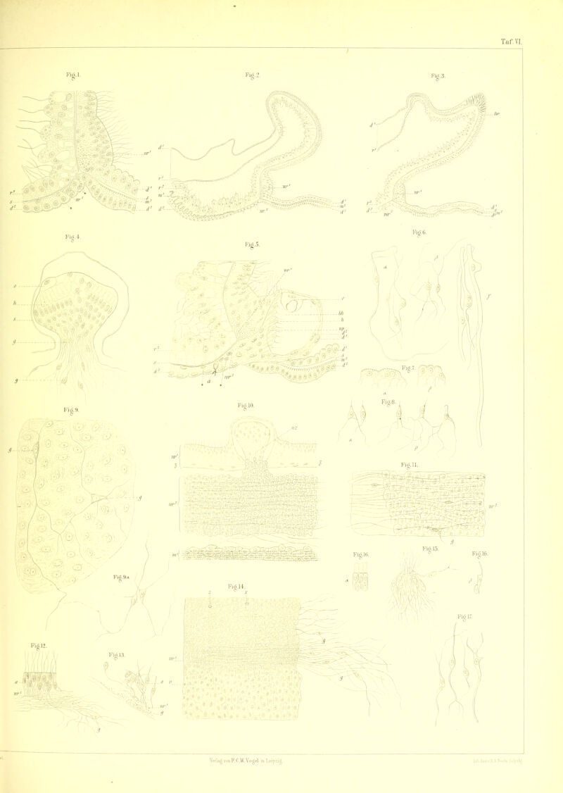 Vertag von P. C.Vf. Vogel in Loip&ig. M.A». t v.K.A Jm.l'e, h.-\?
