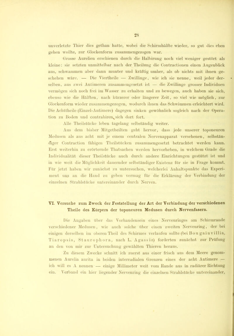 unverletzte Thier dies gethan hatte, wobei die Schirmhälfte wieder, so gut dies eben gehen wollte, zur Glockenform zusammengezogen war. Grosse Aurelien erschienen durch die Halbirung noch viel weniger gestört als kleine: sie setzten unmittelbar nach der Theilung die Contractionen einen Augenblick aus, schwammen aber dann munter und kräftig umher, als ob nichts mit ihnen ge- schehen wäre. — Die Viertheile — Zwillinge, wie ich sie nenne, weil jeder der- selben, aus zwei Antimeren zusammengesetzt ist — die Zwillinge grosser Individuen vermögen sich noch frei im Wasser zu erhalten und zu bewegen, auch haben sie sich, ebenso wie die Hälften, nach kürzerer oder längerer Zeit, so viel wie möglich, zur Glockenform wieder zusammengezogen, wodurch ihnen das Schwimmen erleichtert wird. Die Achttheile (Einzel-Antimere) dagegen sinken gewöhnlich sogleich nach der Opera- tion zu Boden und contrahiren^sich dort fort. Alle Theilstücke leben tagelang selbständig weiter. Aus dem bisher Mitgetheilten geht hervor, dass jede unserer toponeuren Medusen als aus acht mit je einem centralen Nervenapparat versehenen, selbstän- diger Contraction fähigen Theilstiicken zusammengesetzt betrachtet werden kann. Erst weiterhin zu erörternde Thatsachen werden hervorheben, in welchem Grade die Individualität dieser Theilstücke auch durch andere Einrichtungen gestützt ist und in wie weit die Möglichkeit dauernder selbständiger Existenz für sie in Frage kommt. Für jetzt haben wir zunächst zu untersuchen, welcherlei Anhaltspunkte das Experi- ment uns an die Hand zu geben vermag für die Erklärung der Verbindung der einzelnen Strahlstücke untereinander durch Nerven. VI. Versuche zum Zweck der Feststellung der Art der Verbindung der verschiedenen Theile des Körpers der toponeuren Medusen durch Nervenfasern. Die Angaben über das Vorhandensein eines Nervenringes am Schirmrande verschiedener Medusen, wie auch solche über einen zweiten Nervenring, der bei einigen derselben im oberen Theil des Schirmes verlaufen sollte (bei Bou gainvillia, Tiaropsis, Staurophora, nach L. Agassiz) forderten zunächst zur Prüfung an den von mir zur Untersuchung gewählten Thieren heraus. Zu diesem Zwecke schnitt ich zuerst aus einer frisch aus dem Meere genom- menen Aurelia aurita in beiden interradialen Grenzen eines der acht Antimere .— ich will es A nennen — einige Millimeter weit vom Rande aus in radiärer Richtung ein. Verband ein hier liegender Nervenring die einzelnen Strahlstücke untereinander,
