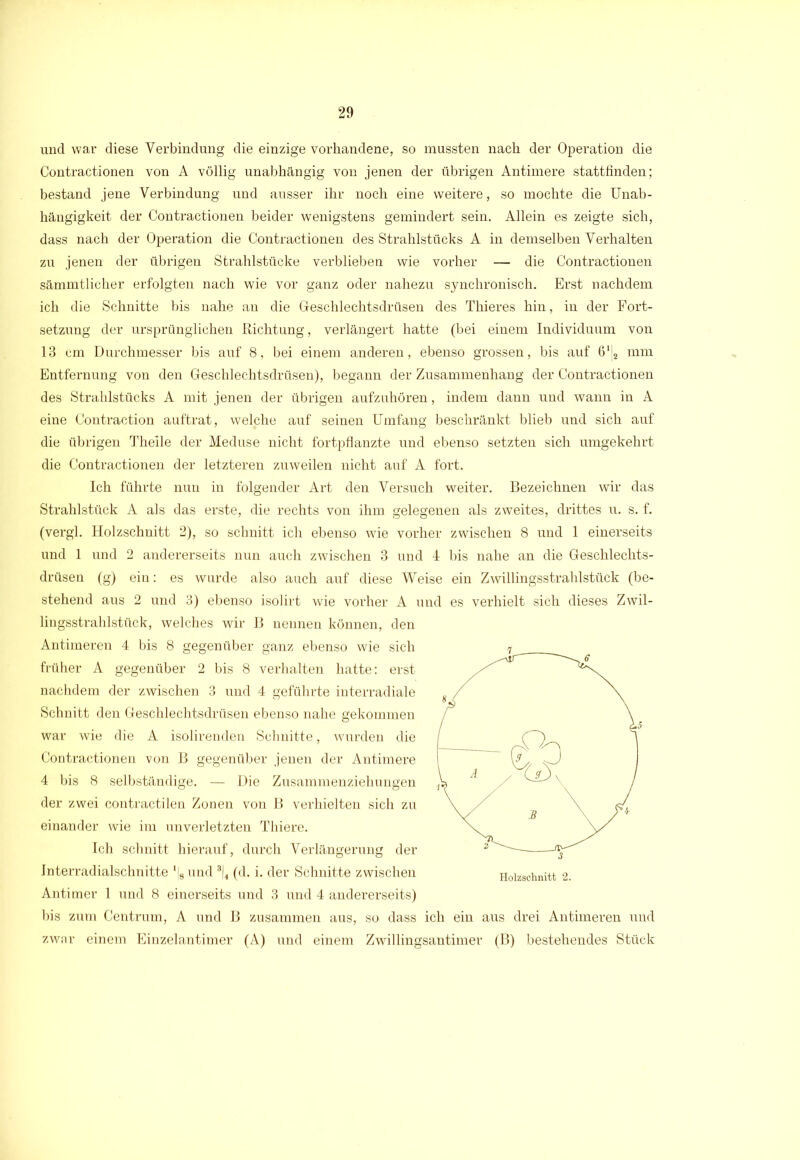und war diese Verbindung die einzige vorhandene, so mussten nach der Operation die Contractionen von A völlig unabhängig von jenen der übrigen Antimere stattfinden; bestand jene Verbindung und ausser ihr noch eine weitere, so mochte die Unab- hängigkeit der Contractionen beider wenigstens gemindert sein. Allein es zeigte sich, dass nach der Operation die Contractionen des Strahlstücks A in demselben Verhalten zu jenen der übrigen Strahlstücke verblieben wie vorher — die Contractionen sämmtlicher erfolgten nach wie vor ganz oder nahezu synchronisch. Erst nachdem ich die Schnitte bis nahe an die Geschlechtsdrüsen des Thieres hin, in der Fort- setzung der ursprünglichen Richtung, verlängert hatte (bei einem Individuum von 13 cm Durchmesser bis auf 8, bei einem anderen, ebenso grossen, bis auf 6'|2 mm Entfernung von den Geschlechtsdrüsen), begann der Zusammenhang der Contractionen des Strahlstücks A mit jenen der übrigen aufzuhören, indem dann und wann in A eine Contraction auftrat, welphe auf seinen Umfang beschränkt blieb und sich auf die übrigen Theile der Meduse nicht fortpflanzte und ebenso setzten sich umgekehrt die Contractionen der letzteren zuweilen nicht auf A fort. Ich führte nun in folgender Art den Versuch weiter. Bezeichnen wir das Strahlstück A als das erste, die rechts von ihm gelegenen als zweites, drittes u. s. f. (vergl. Holzschnitt 2), so schnitt ich ebenso wie vorher zwischen 8 und 1 einerseits und 1 und 2 andererseits nun auch zwischen 3 und 4 bis nahe an die Geschlechts- drüsen (g) ein: es wurde also auch auf diese Weise ein Zwillingsstrahlstück (be- stehend aus 2 und 3) ebenso isolirt wie vorher A und es verhielt sich dieses Zwil- lingsstrahlstück, welches wir B nennen können, den Antimeren 4 bis 8 gegenüber ganz ebenso wie sich früher A gegenüber 2 bis 8 verhalten hatte: erst nachdem der zwischen 3 und 4 geführte interradiale Schnitt den Geschlechtsdrüsen ebenso nahe gekommen war wie die A isolirenden Schnitte, wurden die Contractionen von B gegenüber jenen der Antimere 4 bis 8 selbständige. — Die Zusammenziehungen der zwei contractilen Zonen von B verhielten sich zu einander wie im unverletzten Thiere. Ich schnitt hierauf, durch Verlängerung der Interradialschnitte ‘|8 und 3|4 (d. i. der Schnitte zwischen Antimer 1 und 8 einerseits und 3 und 4 andererseits) bis zum Centrum, A und B zusammen aus, so dass ich ein aus drei Antimeren und zwar einem Einzelantimer (A) und einem Zwillingsantimer (B) bestehendes Stück
