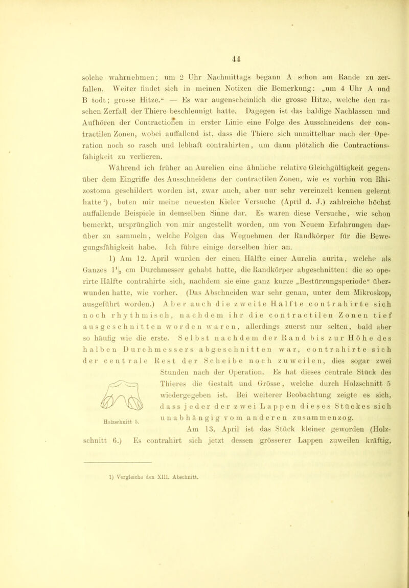 solche wahrnehmen; um 2 Uhr Nachmittags begann A schon am Rande zn zer- fallen. Weiter findet sich in meinen Notizen die Bemerkung: „um 4 Uhr A und B todt; grosse Hitze.“ — Es war augenscheinlich die grosse Hitze, welche den ra- schen Zerfall der Thiere beschleunigt hatte. Dagegen ist das baldige Nachlassen und Aufhören der Contractionen in erster Linie eine Folge des Ausschneidens der con- tractilen Zonen, wobei aulfallend ist, dass die Thiere sich unmittelbar nach der Ope- ration noch so rasch und lebhaft contrahirten, um dann plötzlich die Contractions- fähigkeit zu verlieren. Während ich früher an Aurelien eine ähnliche relative Gleichgültigkeit gegen- über dem Eingriffe des Ausschneidens der contractilen Zonen, wie es vorhin von Rhi- zostoma geschildert worden ist, zwar auch, aber nur sehr vereinzelt kennen gelernt hatte '), boten mir meine neuesten Kieler Versuche (April d. J.) zahlreiche höchst auffallende Beispiele in demselben Sinne dar. Es waren diese Versuche, wie schon bemerkt, ursprünglich von mir angestellt worden, um von Neuem Erfahrungen dar- über zu sammeln, welche Folgen das Wegnehmen der Randkörper für die Bewe- gungsfähigkeit habe. Ich führe einige derselben hier an. 1) Am 12. April wurden der einen Hälfte einer Aurelia aurita, welche als Ganzes 1 ‘ja cm Durchmesser gehabt hatte, die Randkörper abgeschnitten: die so ope- rirte Hälfte contrahirte sich, nachdem sie eine ganz kurze „Bestürzungsperiode“ über- wunden hatte, wie vorher. (Das Abschneiden war sehr genau, unter dem Mikroskop, ausgeführt worden.) Aber auch die zweite Hälfte contrahirte sich noch rhythmisch, nachdem ihr die contractilen Zonen tief ausgeschnitten worden waren, allerdings zuerst nur selten, bald aber so häufig wie die erste. Selbst nachdem der Rand bis zur Höhe des halben Durchmessers abgeschnitten war, contrahirte sich der centrale Rest der Scheibe noch zuweilen, dies sogar zwei Stunden nach der Operation. Es hat dieses centrale Stück des Thieres die Gestalt und Grösse, welche durch Holzschnitt 5 wiedergegeben ist. Bei weiterer Beobachtung zeigte es sich, dass jeder der zwei Lappen dieses Stückes sich , . . unabhängig vom anderen zusammen zog. Holzschnitt 5. ° ° Am 13. April ist das Stück kleiner geworden (Holz- schnitt 6.) Es contrahirt sich jetzt dessen grösserer Lappen zuweilen kräftig, 1) Vergleiche den XIH. Abschnitt.