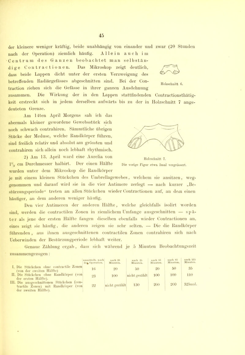 Holzschnitt 6. der kleinere weniger kräftig, beide unabhängig von einander und zwar (20 Stunden nach der Operation) ziemlich häufig. Allein auch im Centrum des Glanzen beobachtet man selbstän- dige Contractionen. Das Mikroskop zeigt deutlich, dass beide Lappen dicht unter der ersten Verzweigung des betreffenden Radiärgefässes abgeschnitten sind. Bei der Con- traction ziehen sich die Giefässe in ihrer ganzen Ausdehnung zusammen. Die Wirkung der in den Lappen stattfindenden Contractionsthätig- keit erstreckt sich in jedem derselben aufwärts bis zu der in Holzschnitt 7 ange- deuteten Grenze. Am 14ten April Morgens sah ich das abermals kleiner gewordene Gewebsstüek sich noch schwach contrahiren. Sämmtliche übrigen Stücke der Meduse, welche Randkörper führen, sind freilich relativ und absolut am grössten und contrahiren sich allein noch lebhaft rhythmisch. 2) Am 13. April ward eine Aurelia von P|2 cm Durchmesser halbirt. Der einen Hälfte wurden unter dem Mikroskop die Randkörper je mit einem kleinen Stückchen des Umbrellagewebes, welchem sie ansitzen, weg- genommen und darauf wird sie in die vier Antimere zerlegt — nach kurzer „Be- stürzungsperiode“ treten an allen Stückchen wieder Contractionen auf, an dem einen häufiger, an dem anderen weniger häufig. Den vier Antimeren der anderen Hälfte, welche gleichfalls isolirt worden sind, werden die contractilen Zonen in ziemlichem Umfange ausgeschnitten — spä- ter als jene der ersten Hälfte fangen dieselben ebenfalls wieder Contractionen an, eines zeigt sie häufig, die anderen zeigen sie sehr selten. — Die die Randkörper führenden, aus ihnen ausgeschnittenen contractilen Zonen contrahiren sich nach Ueberwinden der Bestürzungperiode lebhaft weiter. Genaue Zählung ergab, dass sich während je 5 Minuten Beobachtungszeit zusammengezogen: Holzschnitt 7. Die vorige Figur etwa 8mal vergrössert. (von der zweiten Hälfte) Die Stückchen ohne Rai der ersten Hälfte). Die ausgeschnittenen St tractile Zonen) mit Rar der zweiten Hälfte). lunmittelb. nach de$ Operation. nach 20 Minuten. nach 25 Minuten. nach 55 Minuten. nach 83 I Minuten. 1 16 20 50 20 50 n 23 100 nicht gezählt 100 100 n 22 nicht gezälilt 130 200 200 35 110 325mal.