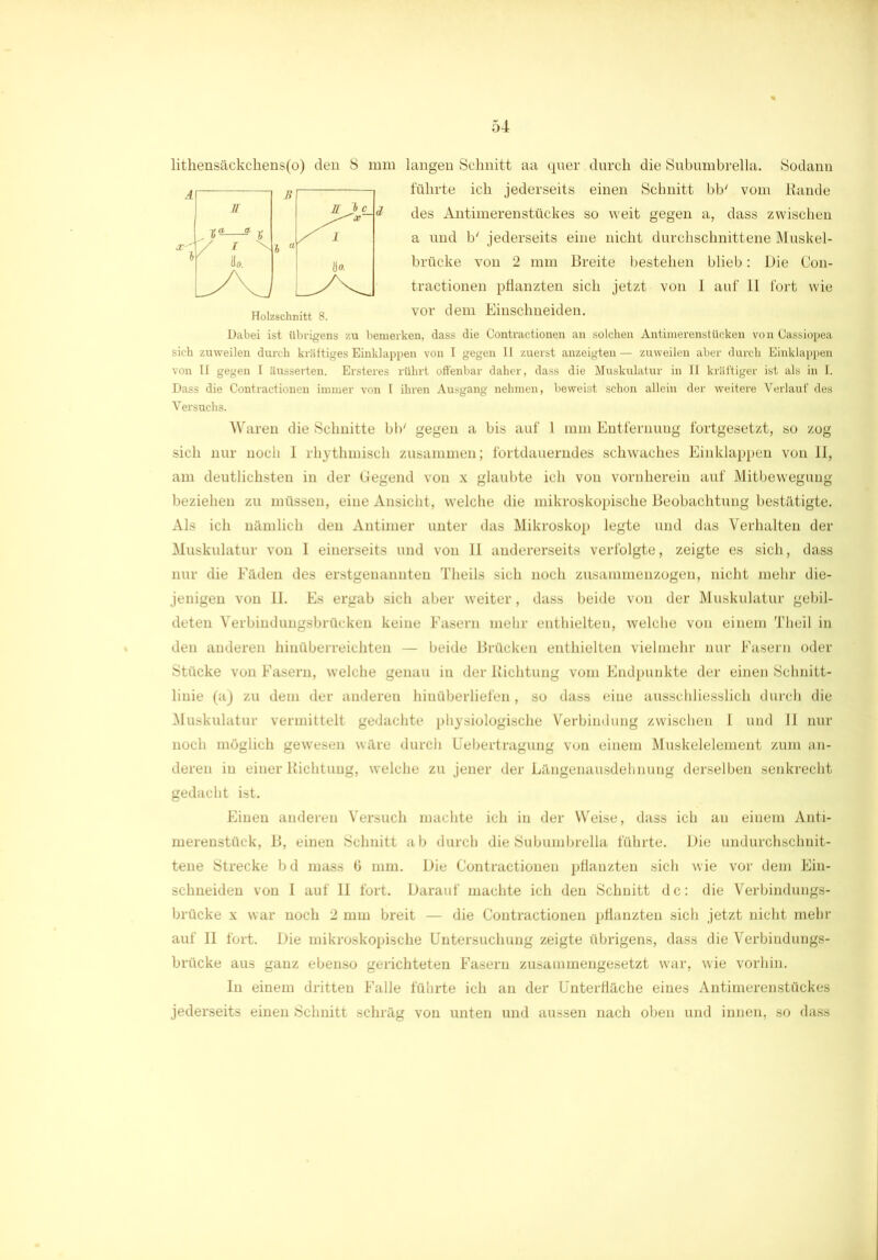 langen Schnitt aa quer. durch die Subumbrella. Sodann führte ich jederseits einen Schnitt bb/ vom Rande des Antimerenstückes so weit gegen a, dass zwischen a und b' jederseits eine nicht durchschnittene Muskel- brücke von 2 mm Breite bestehen blieb: Die Con- tractionen pflanzten sich jetzt von I auf II fort wie vor dem Einschneiden. Dabei ist übrigens zu bemerken, dass die Contrac-tionen an solchen Antimerenstüeken von Oassiopea sich zuweilen durch kräftiges Einklappen von I gegen II zuerst anzeigten — zuweilen aber durch Einklappen von II gegen I äusserten. Ersteres rührt offenbar daher, dass die Muskulatur in II kräftiger ist als in I. Dass die Contractionen immer von I ihren Ausgang nehmen, beweist schon allein der weitere Verlauf des Versuchs. Waren die Schnitte bb' gegen a bis auf 1 mm Entfernung fortgesetzt, so zog sich nur noch I rhythmisch zusammen; fortdauerndes schwaches Einklappen von II, am deutlichsten in der Gegend von x glaubte ich von vornherein auf Mitbewegung beziehen zu müssen, eine Ansicht, welche die mikroskopische Beobachtung bestätigte. Als ich nämlich den Antimer unter das Mikroskop legte und das Verhalten der Muskulatur von I einerseits und von II andererseits verfolgte, zeigte es sich, dass nur die Fäden des erstgenannten Theils sich noch zusammenzogen, nicht mehr die- jenigen von II. Es ergab sich aber weiter, dass beide von der Muskulatur gebil- deten Verbindungsbrücken keine Fasern mehr enthielten, welche von einem Theil in den anderen hinüberreichteu — beide Brücken enthielten vielmehr nur Fasern oder Stücke von Fasern, welche genau in der Richtung vom Endpunkte der einen Schnitt- linie (a) zu dem der anderen hiuüberliefen, so dass eine ausschliesslich durch die Muskulatur vermittelt gedachte physiologische Verbindung zwischen I und II nur noch möglich gewesen wäre durch Uebertragung von einem Muskelelement zum an- deren in einer Richtung, welche zu jener der Längenausdehnung derselben senkrecht gedacht ist. Einen anderen Versuch machte ich in der Weise, dass ich au einem Anti- merenstück, B, einen Schnitt ab durch die Subumbrella führte. Die undurchschnit- tene Strecke bd mass 6 mm. Die Contractionen pflauzten sich wie vor dem Ein- schneiden von I auf II fort. Darauf machte ich den Schnitt de: die Verbindungs- brücke x war noch 2 mm breit — die Contractionen pflanzten sich jetzt nicht mehr auf II fort. Die mikroskopische Untersuchung zeigte übrigens, dass die Verbindungs- brücke aus ganz ebenso gerichteten Fasern zusammengesetzt war, wie vorhin. In einem dritten Falle führte ich an der Unterfläche eines Antimerenstückes jederseits einen Schnitt schräg von unten und aussen nach oben und innen, so dass lithensäckchens(o) den 8 mm