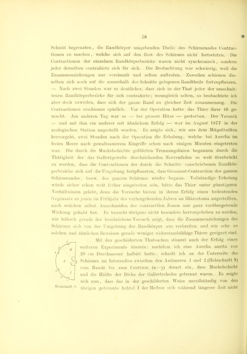 Schnitt begrenzten, die Randkörper umgebenden Theile des Schirmrandes Contrac- tionen zu machen, welche sich auf den Rest des Schirmes nicht fortsetzten. Die Contractionen der einzelnen Randkörperbezirke waren nicht synchronisch, sondern jeder derselben contrahirte sich für sich. Die Beobachtung war schwierig, weil die Zusammenziehungen nur vereinzelt und selten auftraten. Zuweilen schienen die- selben sich auch auf die ausserhalb der Schnitte gelegenen Randtheile fortzupfianzen. — Nach zwei Stunden war es deutlicher, dass sich in der That jeder der umschnit- tenen Rand körperbezirke für sich contrahirte; wenngleich selten, so beobachtete ich aber doch zuweilen, dass sich der ganze Rand zu gleicher Zeit zusammenzog. Die Contractionen erschienen spärlich. Vor der Operation hatte das Thier ihrer 46 ge- macht. Am anderen Tag war es — bei grosser Hitze — gestorben. Der Versuch — und mit ihm ein anderer mit ähnlichem Erfolg — war im August 1877 in der zoologischeil Station angestellt worden. Es zeigte sich, wie aus dem Mitgetheilten hervorgeht, zwei Stunden nach der Operation die Erholung, welche bei Aurelia im freien Meere nach gewaltsamerem Eingriffe schon nach einigen Minuten eingetreten war. Die durch die Muskelschichte geführten Trennungslinien begannen durch die Thätigkeit der das Gallertgewebe durchziehenden Nervenfäden so weit überbrückt zu werden, dass die Contractionen der durch die Schnitte umschriebenen Randkör- perbezirke sich auf die Umgebung fortpflanzten, dass Gesammt-Contractiou des ganzen Schirmrandes, bezw. des ganzen Schirmes wieder begann. Vollständige Erholung würde sicher schon weit früher eingetreten sein, hätte das Thier unter günstigeren Verhältnissen gelebt, denn die Versuche bieten in ihrem Erfolg einen bedeutenden Gegensatz zu jenen im Frühjahr des vorhergehenden Jahres an Rhizostoma angestellten, nach welchen selbst Ausschneiden der contractilen Zonen nur ganz vorübergehende Wirkung gehabt hat. Es braucht übrigens nicht besonders hervorgehoben zu werden, wie hübsch gerade der beschriebene Versuch zeigt, dass die Zusammenziehungen des Schirmes sich von der Umgebung der Randkörper aus verbreiten und wie sehr zu solchen und ähnlichen Beweisen gerade weniger widerstandsfähige Thiere geeignet sind. Mit den geschilderten Thatsachen stimmt auch der Erfolg eines weiteren Experiments überein: nachdem ich eine Aurelia aurita von 20 cm Durchmesser halbirt hatte, schnitt ich an der Unterseite des y Schirmes im Interradius zwischen den Antimeren 1 und 2 (Holzschnitt 9) vom Rande bis zum Centrum (a—y) derart ein, dass Muskelschicht und die Hälfte der Dicke der Gallertscheibe getrennt waren. Es zeigte sich nun, dass das in der geschilderten Weise unvollständig von den übrigen getrennte Achtel I der Meduse sich während längerer Zeit nicht Holzschnitt 9.