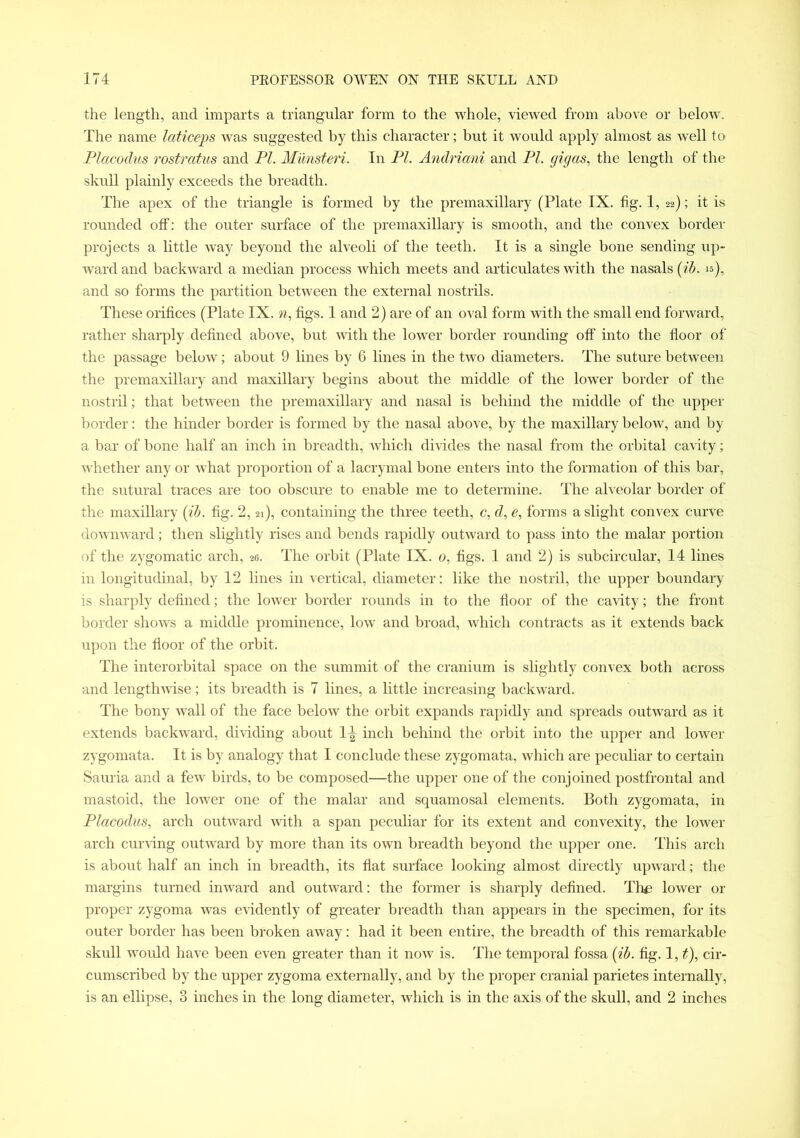 the length, and imparts a triangular form to the whole, viewed from above or below. The name laticeps was suggested by this character; but it would apply almost as well to Placodus rostratus and PI. Munsteri. In PI. Andriani and PI. gigas, the length of the skull plainly exceeds the breadth. The apex of the triangle is formed by the premaxillary (Plate IX. fig. 1, 22); it is rounded off: the outer surface of the premaxillary is smooth, and the convex border projects a little way beyond the alveoli of the teeth. It is a single bone sending up- ward and backward a median process which meets and articulates with the nasals (ib. 15), and so forms the partition between the external nostrils. These orifices (Plate IX. n, figs. 1 and 2) are of an oval form with the small end forward, rather sharply defined above, but with the lower border rounding off into the floor of the passage below; about 9 lines by 6 lines in the two diameters. The suture between the premaxillary and maxillary begins about the middle of the lower border of the nostril; that between the premaxillary and nasal is behind the middle of the upper border: the hinder border is formed by the nasal above, by the maxillary below, and by a bar of bone half an inch in breadth, which divides the nasal from the orbital cavity; whether any or what proportion of a lacrymal bone enters into the formation of this bar, the sutural traces are too obscure to enable me to determine. The alveolar border of the maxillary (ib. fig. 2,21), containing the three teeth, c, d, e, forms a slight convex curve downward; then slightly rises and bends rapidly outward to pass into the malar portion of the zygomatic arch, 26. The orbit (Plate IX. 0, figs. 1 and 2) is subcircular, 14 lines in longitudinal, by 12 lines in vertical, diameter: like the nostril, the upper boundary is sharply defined; the lower border rounds in to the floor of the cavity; the front border shows a middle prominence, low and broad, which contracts as it extends back upon the floor of the orbit. The interorbital space on the summit of the cranium is slightly convex both across and lengthwise; its breadth is 7 lines, a little increasing backward. The bony wall of the face below the orbit expands rapidly and spreads outward as it extends backward, dividing about 1^ inch behind the orbit into the upper and lower zygomata. It is by analogy that I conclude these zygomata, which are peculiar to certain Sauria and a few birds, to be composed—the upper one of the conjoined postfrontal and mastoid, the lower one of the malar and squamosal elements. Both zygomata, in Placodus, arch outward with a span peculiar for its extent and convexity, the lower arch curving outward by more than its own breadth beyond the upper one. This arch is about half an inch in breadth, its flat surface looking almost directly upward; the margins turned inward and outward; the former is sharply defined. Tim lower or proper zygoma was evidently of greater breadth than appears in the specimen, for its outer border has been broken away: had it been entire, the breadth of this remarkable skull would have been even greater than it now is. The temporal fossa (ib. fig. 1, t), cir- cumscribed by the upper zygoma externally, and by the proper cranial parietes internally, is an ellipse, 3 inches in the long diameter, which is in the axis of the skull, and 2 inches