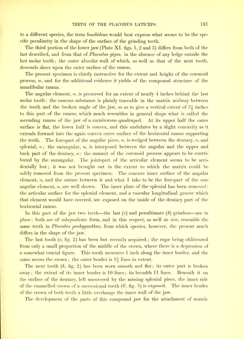 to a different species, the term bombidens would best express what seems to be the spe- cific peculiarity in the shape of the surface of the grinding teeth. The third portion of the lower jaw (Plate XI. figs. 1, 2 and 3) differs from both of the last described, and from that of Placodus gigas, in the absence of any ledge outside the last molar tooth; the outer alveolar wall of which, as well as that of the next tooth, descends sheer upon the outer surface of the ramus. The present specimen is chiefly instructive for the extent and height of the coronoid process, 29', and for the additional evidence it yields of the compound structure of the mandibular ramus. The angular element, 30, is preserved for an extent of nearly 4 inches behind the last molar tooth: the osseous substance is plainly traceable in the matrix midway between the tooth and the broken angle of the jaw, so as to give a vertical extent of 3^ inches to this part of the ramus, which much resembles in general shape what is called the ascending ramus of the jaw of a carnivorous quadruped. At its upper half the outer surface is flat, the lower half is convex, and this undulates by a slight concavity as it extends forward into the again convex outer surface of the horizontal ramus supporting the teeth. The fore-part of the angular piece, so, is wedged between the dentary, 32, and splenial, 31; the surangular, 29, is interposed between the angular and the upper and back part of the dentary, 29': the summit of the coronoid process appears to be contri- buted by the surangular. The joint-part of the articular element seems to be acci- dentally lost; it was not brought out in the extent to which the matrix could be safely removed from the present specimen. The concave inner surface of the angular element, 30, and the suture between it and what I take to be the fore-part of the sur- angular element, 29, are well shown. The inner plate of the splenial has been removed: the articular surface for the splenial element, and a vascular longitudinal groove which that element would have covered, are exposed on the inside of the dentary part of the horizontal ramus. In this part of the jaw two teeth—the last (c) and penultimate (b) grinders—are in place: both are of subquadrate form, and in this respect, as well as size, resemble the same teeth in Placodus jgachygnatlms, from which species, however, the present much differs in the shape of the jaw. The last tooth (c, fig. 2) has been but recently acquired; the rugee being obliterated from only a small proportion of the middle of the crown, where there is a depression of a somewhat crucial figure. This tooth measures 1 inch along the inner border, and the same across the crown; the outer border is 9-| lines in extent. The next tooth (£, fig. 2) has been worn smooth and flat; its outer part is broken away; the extent of its inner border is 10 lines; its breadth 11 lines. Beneath it on the surface of the dentary, left uncovered by the missing splenial piece, the inner side of the enamelled crown of a successional tooth (b', fig. 3) is exposed. The inner border of the crown of both teeth a little overhangs the inner wall of the jaw. The development of the parts of this compound jaw for the attachment of muscle