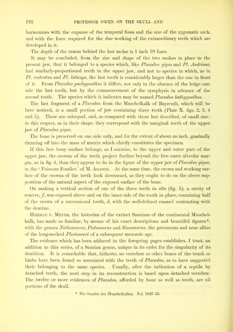 harmonizes with the expanse of the temporal fossa and the size of the zygomatic arch, and with the force required for the due working of the extraordinary teeth which are developed in it. The depth of the ramus behind the last molar is 1 inch 10 lines. It may be concluded, from the size and shape of the two molars in place in the present jaw, that it belonged to a species which, like Placodus gig as and PL Andriani, had similarly-proportioned teeth in the upper jaw, and not to species in which, as in PI. rostratus and PL laticeps, the last tooth is considerably larger than the one in front of it. From Placodus pacTiygnathus it differs, not only in the absence of the ledge out- side the last tooth, but by the commencement of the symphysis in advance of the second tooth. The species which it indicates may be named Placodus lathygnathus. The last fragment of a Placodus from the Muschelkalk of Bayreuth, which will be here noticed, is a small portion of jaw containing three teeth (Plate X. figs. 2, 3, 4 and 5). These are subequal, and, as compared with those last described, of small size: in this respect, as in their shape, they correspond with the marginal teeth of the upper jaw of Placodus gigas. The bone is preserved on one side only, and for the extent of about an inch, gradually thinning off into the mass of matrix which chiefly constitutes the specimen. If this free bony surface belongs, as I surmise, to the upper and outer part of the upper jaw, the crowns of the teeth project further beyond the free outer alveolar mar- gin, as in fig. 4, than they appear to do in the figure of the upper jaw of Placodus gigas, in the ‘ Poissons Fossiles ’ of M. Agassiz. At the same time, the crown and working sur- face of the crowns of the teeth look downward, as they ought to do on the above sup- position of the natural aspect of the exposed surface of the bone. On making a vertical section of one of the three teeth in situ (fig. 5), a cavity of reserve, f, was exposed above and on the inner side of the tooth in place, containing half of the crown of a successional tooth, d, with the well-defined enamel contrasting with the dentine. Herman v. Meter, the historian of the extinct Saurians of the continental Muschel- kalk, has made us familiar, by means of his exact descriptions and beautiful figures*, with the genera Nothosaurus, Pistosaurus and Simosaurus, the precursors and near allies of the long-necked Plesiosauri of a subsequent mesozoic age. The evidence which has been adduced in the foregoing pages establishes, I trust, an addition to this series, of a Saurian genus, unique in its order for the singularity of its dentition. It is remarkable that, hitherto, no vertebrse or other bones of the trunk or limbs have been found so associated with the teeth of Placodus, as to have suggested their belonging to the same species. Usually, after the indication of a reptile by detached teeth, the next step in its reconstruction is based upon detached vertebrse. The twelve or more evidences of Placodus, afforded by bone as well as tooth, are all portions of the skull. # Die Saurier des Muschelkalkes. Fol. 1847-55.