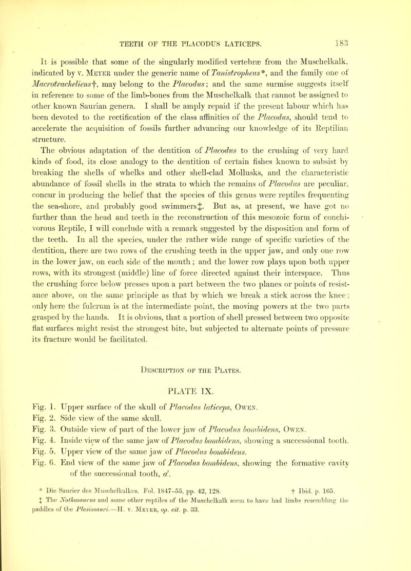 It is possible that some of the singularly modified vertebrae from the Muschelkalk, indicated by v. Meyer under the generic name of Tanistropheus *, and the family one of Macrotracheliensf, may belong to the Placodus; and the same surmise suggests itself in reference to some of the limb-bones from the Muschelkalk that cannot be assigned to other known Saurian genera. I shall be amply repaid if the present labour which has been devoted to the rectification of the class affinities of the Placodus, should tend to accelerate the acquisition of fossils further advancing our knowledge of its Reptilian structure. The obvious adaptation of the dentition of Placodus to the crushing of very hard kinds of food, its close analogy to the dentition of certain fishes known to subsist by breaking the shells of whelks and other shell-clad Mollusks, and the characteristic abundance of fossil shells in the strata to which the remains of Placodus are peculiar, concur in producing the belief that the species of this genus were reptiles frequenting the sea-shore, and probably good swimmers J. But as, at present, we have got no further than the head and teeth in the reconstruction of this mesozoic form of conchi- vorous Reptile, I will conclude with a remark suggested by the disposition and form of the teeth. In all the species, under the rather wide range of specific varieties of the dentition, there are two rows of the crushing teeth in the upper jaw, and only one row in the lower jaw, on each side of the mouth; and the lower row plays upon both upper rows, with its strongest (middle) line of force directed against their interspace. Thus the crushing force below presses upon a part between the two planes or points of resist- ance above, on the same principle as that by which we break a stick across the knee; only here the fulcrum is at the intermediate point, the moving powers at the two parts grasped by the hands. It is obvious, that a portion of shell pressed between two opposite flat surfaces might resist the strongest bite, but subjected to alternate points of pressure its fracture would be facilitated. Description of the Plates. PLATE IX. Fig. 1. Upper surface of the skull of Placodus laticeps, Owen. Fig. 2. Side view of the same skull. Fig. 3. Outside view of part of the lower jaw of Placodus bombidens, Owen. Fig. 4. Inside view of the same jaw of Placodus bombidens, showing a successional tooth. Fig. 5. Upper view of the same jaw of Placodus bombidens. Fig. 6. End view of the same jaw of Placodus bombidens, showing the formative cavity of the successional tooth, a!. # Die Saurier des Muschelkalkes. Eol. 1847-55, pp. 42, 128. t Ibid. p. 165. X The Nothosawrus and some other reptiles of the Muschelkalk seem to have had limbs resembling the paddles of the Plesiosav/ri.—II. v. Meter, op. cit. p. 33.