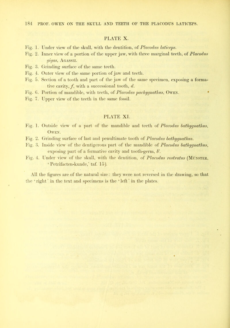 PLATE X. Eig. 1. Under view of the skull, with the dentition, of Placodus laticeps. Eig. 2. Inner view of a portion of the upper jaw, with three marginal teeth, of Placodus gigas, Agassiz. Fig. 3. Grinding surface of the same teeth. Fig. 4. Outer view of the same portion of jaw and teeth. Fig. 5. Section of a tooth and part of the jaw of the same specimen, exposing a forma- tive cavity, f. with a successional tooth, d. Fig. 6. Portion of mandible, with teeth, of Placodus pachygnatlius, Owen. Fig. 7. Upper view of the teeth in the same fossil. PLATE XI. Fig. 1. Outside view of a part of the mandible and teeth of Placodus bathygnathus, Owen. Fig. 2. Grinding surface of last and penultimate tooth of Placodus bathygnathus. Fig. 3. Inside view of the dentigerous part of the mandible of Placodus bathygnathus, exposing part of a formative cavity and tooth-germ, b'. Fig. 4. Under view of the skull, with the dentition, of Placodus rostratus (Munster, ‘ Petrifacten-kunde,’ taf. 15). All the figures are of the natural size: they were not reversed in the drawing, so that the ‘ light ’ in the text and specimens is the ‘ left ’ in the plates.
