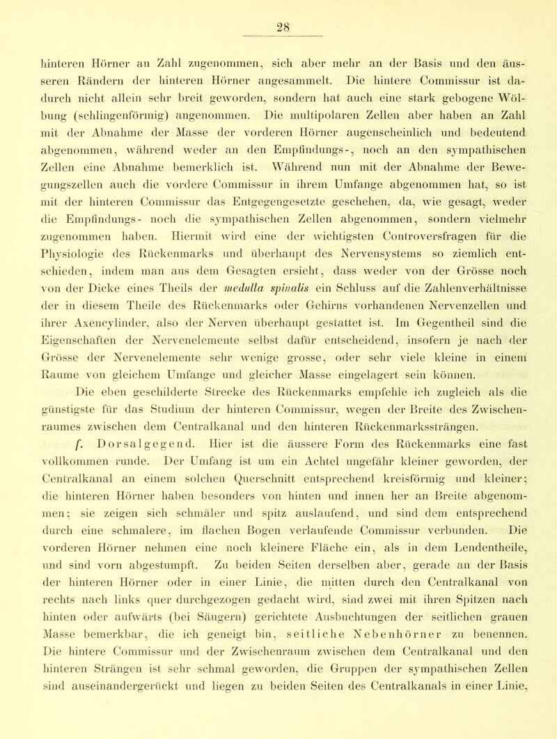 liinteren Hörner an Zahl zugenonimen, sich aber mehr an der Basis nnd den äus- seren Rändern der Innteren Hörner angesammelt. Die hintere Coinmissiir ist da- durch nicht allein sehr breit geworden, sondern hat auch eine stark gebogene Wöl- bung (schlingenförmig) angenommen. Die multipolaren Zellen aber haben an Zahl mit der Abnahme der Masse der vorderen Hörner augenscheinlich und bedeutend abgenommen, während weder an den Empfmdungs-, noch an den sympathischen Zellen eine Abnahme bemerklich ist. Während nun mit der Abnahme der Bewe- gungszellen auch die voi'dere Commissur in ihrem Umfange abgenommen hat, so ist mit der hinteren Commissur das Entgegengesetzte geschehen, da, wie gesagt, weder die Empfmdungs- noch die sympathischen Zellen abgenommen, sondern vielmehr zugenonimen haben. Hiermit wird eine der wichtigsten Controversfragen für die Physiologie des Rückenmarks und überhaupt des Nervensystems so ziemlich ent- schieden, indem man aus dem Gesagten ersieht, dass weder von der Grösse noch von der Dicke eines Theils der medulla spinalis ein Schluss auf die Zahlenverhältnisse der in diesem Theile des Rückenmarks oder Gehirns vorhandenen Nervenzellen und ihrer Axencylinder, also der Nerven überhaupt gestattet ist. Im Gegentheil sind die Eigenschaften der Nervenelemente selbst dafür entscheidend, insofern je nach der Grösse der Nervenelemente sehr wenige grosse, oder sehr viele kleine in einem Raume von gleichem Umfange und gleicher Masse eingelagert sein können. Die eben geschilderte Strecke des Rückenmarks empfehle ich zugleich als die günstigste für das Studium der hinteren Commissur, wegen der Breite des Zwischen- raumes zwischen dem Centralkanal und den hinteren Rückenmarkssträngen. f. Dorsalgegend. Hier ist die äussere Form des Rückenmarks eine fast vollkommen runde. Der Umfang ist um ein Achtel ungefähr kleiner geworden, der Centralkanal an einem solchen Querschnitt entsprechend kreisförmig und kleiner; die hinteren Hörner haben besonders von hinten und innen her an Breite abgenom- men sie zeigen sich schmäler und spitz auslaufend, und sind dem entsprechend durch eine schmalere, im flachen Bogen verlaufende Commissur verbunden. Die vorderen Hörner nehmen eine noch kleinere Fläche ein, als in dem Lendentheile, und sind vorn abgestumpft. Zu beiden Seiten derselben aber, gerade an der Basis der hinteren Hörner oder in einer Linie, die mitten durch den Centralkanal von rechts nach links quer durchgezogen gedacht wird, sind zwei mit ihren Spitzen nach hinten oder aufwärts (bei Säugern) gerichtete Ausbuchtungen der seitlichen grauen Masse bemerkbar, die ich geneigt bin, seitliche Nebenhörner zu benennen. Die hintere Commissur und der Zwischenraum zwischen dem Centralkanai und den hinteren Strängen ist sehr schmal geworden, die Gruppen der sympathischen Zellen sind auseinandergerückt und liegen zu beiden Seiten des Centralkanals in einer Linie,