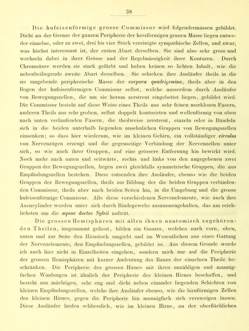 Die hufeisenförmige grosse Commissur wird folgendermassen gebildet. Dicht an der Grenze der ganzen Peripherie der herzförmigen grauen Masse liegen entwe- der einzelne, oder zu zwei, drei bis vier Stück vereinigte sympathische Zellen, und zwar, was höchst interessant ist, der ersten Al>art derselben. Sie sind also sehr gross und wechseln dabei in ihrer Grösse und der Regelmässigkeit ihrer Konturen. Durch Chromsäure werden sie stark gefärbt und haben keinen so lichten Inhalt, wie die nebenbeiliegende zweite Abart derselben. Sie schicken ihre Ausläufer theils in die sie umgebende peripherische Masse der corpora quadrigcmina^ theils aber in den Bogen der hufeisenförmigen Commissur selbst, welche ausserdem durch Ausläufer von Bewegungszellen, die um sie herum zerstreut eingebettet liegen, gebildet Avird. Die Commissur besteht auf diese Weise eines Theils aus sehr feinen marklosen Fasern, anderen Theils aus sehr groben, selbst doppelt konturirten und wellenförmig von oben nach unten verlaufenden Fasern, die theilweise zerstreut, einzeln oder in Bündeln sich in die beiden unterlialb liegenden ansehnlichen Gruppen von Bewegungszellen einsenken; so dass hier wiederum, wie im kleinen Gehirn, ein vollständiger circulus von Nervenzügen erzeugt und die gegenseitige Verbindung der Nervenzellen unter sich, so Avie auch ihrer Gruppen, auf eine grössere Entfernung hin beAvirkt Avird. Noch mehr nach unten und seitwärts, rechts und links von den angegebenen zAvei Gruppen der BeAvegungszellen, liegen ZAvei gleichfalls symmetrische Gruppen, die aus Empfmdungszellen bestehen. Diese entsenden ihre Ausläufer, ebenso Avie die beiden Gruppen der BeAvegungszellen, theils zur Bildung der die beiden Gruppen verbinden- den Commissur, theils aber nach beiden Seiten hin, in die Umgebung und die grosse hufeisenförmige Commissur. Alle diese verschiedenen Nervenelemente, wie auch ihre Axencylinder Averden unter sich durch BindegCAvebe zusammengehalteii, das am reich- lichsten um die aquae dactus Sylvii auftritt. Die grossen Hemisphären mit allen ihnen anatomisch zugehören- den Theilen, insgesammt gefasst, bilden ein Ganzes, Avelches iiach vorn, oben, unten und zur Seite den Hirnstock umgiebt und im Wesentlichen aus einer Gattung der Nervenelemente, den Empfindungszellen, gebildet ist. Aus diesem Grunde werde ich auch hier nicht in Einzelheiten eingehen, sondern mich nur auf die Peripherie der grossen Hemisphären mit kurzer Andeutung des Baues der einzelnen Theile be- schränken. Die Peripherie des grossen Hirnes mit ihren unzähligen und mannig- fachen Windungen ist ähnlich der Peripherie des kleinen Hirnes beschaffen, und besteht aus mächtigen, sehr eng und dicht nelien einander liegenden Schichten von kleinen Empfmdungszellen, Avelche ihre Ausläufer ebenso, wie die bimförmigen Zellen des kleinen Hirnes, gegen die Peripherie hin mannigfach sich verzAveigen lassen. Diese Ausläufer laufen schliesslich, wie im kleinen Hirne, an der oberflächlichen