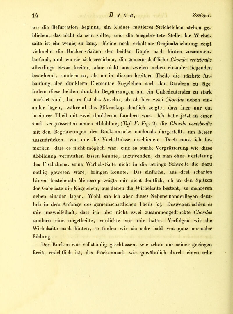 wo die Befurcation beginnt, ein kleines mittleres Strichelehen stehen ge- blieben, das nicht da sein sollte, und die ausgebreitete Stelle der Wirbel- saite ist ein wenig zu lang. Meine noch erhaltene Originalzeichnung zeigt vielmehr die Rücken-Saiten der beiden Köpfe nach hinten zusammen- laufend, und wo sie sich erreichen, die gemeinschaftliche Chorda vertebralis allerdings etwas breiter, aber nicht aus zweien neben einander liegenden bestehend, sondern so, als ob in diesem breitem Theile die stärkste An- häufung der dunklern Elementar-Kügelchen nach den Rändern zu läge. Indem diese beiden dunkeln Begränzungen um ein Unbedeutendes zu stark markirt sind, hat es fast das Ansehn, als ob hier zwei Chordae neben ein- ander lägen, während das Mikroskop deutlich zeigte, dass hier nur ein breiterer Theil mit zwei dunkleren Rändern war. Ich habe jetzt in einer stark vergrösserten neuen Abbildung [Taf. V. Fig. 2) die Chorda vertebralis mit den Begränzungen des Rückenmarks nochmals dargestellt, um besser auszudrücken, wie mir die Verhältnisse erschienen. Doch muss ich be- merken, dass es nicht möglich war, eine so starke Vergrösserung wie diese Abbildung vermuthen lassen könnte, anzuwenden, da man ohne Verletzung des Fischchens, seine Wirbel-Saite nicht in die geringe Sehweite die dazu nothig gewesen wäre, bringen konnte. Das einfache, aus drei scharfen Linsen bestehende Microscop zeigte mir nicht deutlich, ob in den Spitzen der Gaheläste die Kügelchen, aus denen die Wirbelsaite besteht, zu mehreren neben einader lagen. Wohl sah ich aber dieses Nebeneinanderliegen deut- lich in dem Anfänge des gemeinschaftlichen Theils (o). Deswegen schien es mir unzweifelhaft, dass ich hier nicht zwei zusammengedrückte Chordae sondern eine ungelheilte, verdickte vor mir hatte. Verfolgen wir die Wirbelsaite nach hinten, so finden wir sie sehr bald von ganz normaler Bildung. Der Rücken war vollständig geschlossen, wie schon aus seiner geringen Breite ersichtlich ist, das Rückenmark wie gewöhnlich durch einen sehr