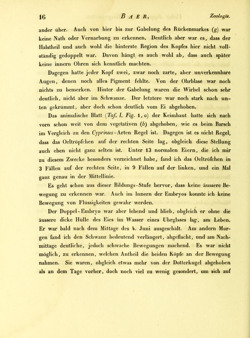 ander über. Auch von hier bis zur Gabelung des Rückenmarkes (g) war keine Nath oder Vernarbung zu erkennen. Deutlich aber war es, dass der Halstheil und auch wohl die hinterste Region des Kopfes hier nicht voll- ständig gedoppelt war. Davon hängt es auch wohl ab, dass auch später keine innern Ohren sich kenntlich machten. Dagegen hatte jeder Kopf zwei, zwar noch zarte, aber unverkennbare Augen, denen noch alles Pigment fehlte. Von der Ohrblase war noch nichts zu bemerken. Hinter der Gabelung waren die Wirbel schon sehr deutlich, nicht aber im Schwänze. Der letztere war noch stark nach un- ten gekrümmt, aber doch schon deutlich vom Ei abgehoben. Das animalische Blatt (Taf. I. Fig. 1, o) der Keimhaut hatte sich nach vorn schon weit von dem vegetativen (b) abgehoben, wie es beim Barsch im Vergleich zu den Cyprinus- Arten Regel ist. Dagegen ist es nicht Regel, dass das Oeltröpfchen auf der rechten Seite lag, obgleich diese Stellung auch eben nicht ganz selten ist. Unter 13 normalen Eiern, die ich mir zu diesem Zwecke besonders verzeichnet habe, fand ich das Oeltröfchen in 3 Fällen auf der rechten Seite, in 9 Fällen auf der linken, und ein Mal ganz genau in der Mittellinie. Es geht schon aus dieser Bildungs - Stufe hervor, dass keine äussere Be- wegung zu erkennen war. Auch im Innern der Embryos konnte ich keine Bewegung von Flüssigkeiten gewahr werden. Der Doppel-Embryo war aber lebend und blieb, obgleich er ohne die äussere dicke Hülle des Eies im Wasser eines Uhrglases lag-, am Leben. Er war bald nach dem Mittage des k. Juni ausgescbält. Am andern Mor- gen fand ich den Schwanz bedeutend verlängert, abgeflacht, und am Nach- mittage deutliche, jedoch schwache Bewegungen machend. Es war nicht möglich, zu erkennen, welchen Antheil die beiden Köpfe an der Bewegung nahmen. Sie waren, obgleich etwas mehr von der Dotterkugel abgehoben als an dem Tage vorher, doch noch viel zu wenig gesondert, um sich auf