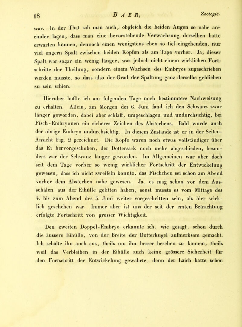 war. In der That sah man auch, obgleich die beiden Augen so nahe an- einder lagen, dass man eine bevorstehende Verwachsung derselben hätte erwarten können, dennoch einen wenigstens eben so tief eingehenden, nur viel engern Spalt zwischen beiden Köpfen als am Tage vorher. Ja, dieser Spalt war sogar ein wenig länger, was jedoch nicht einem wirklichen Fort- schritte der Theilung, sondern einem Wachsen des Embryos zugeschrieben werden musste, so dass also der Grad der Spaltung ganz derselbe geblieben zu sein schien. Hierüber hoffte ich am folgenden Tage noch bestimmtere Nachweisung zu erhalten. Allein, am Morgen des 6. Juni fand ich den Schwanz zwar länger geworden, dabei aber schlaff, umgeschlagen und undurchsichtig, bei Fisch-Embryonen ein sicheres Zeichen des Absterbens. Bald wurde auch der übrige Embryo undurchsichtig. In diesem Zustande ist er in der Seiten- Ansicht Fig. 2 gezeichnet. Die Köpfe waren noch etwas vollständiger über das Ei hervorgeschoben, der Dottersack noch mehr abgeschieden, beson- ders war der Schwanz länger geworden. Im Allgemeinen war aber doch seit dem Tage vorher so wenig wirklicher Fortschritt der Entwickelung gewesen, dass ich nicht zweifeln konnte, das Fischehen sei schon am Abend vorher dem Absterben nahe gewesen. Ja, es mag schon vor dem Aus- schälen aus der Eihülle gelitten haben, sonst müsste es vom Mittage des h. bis zum Abend des 5. Juni weiter vorgeschritten sein, als hier wirk- lich geschehen war. Immer aber ist uns der seit der ersten Betrachtung erfolgte Fortschritt von grosser Wichtigkeit. Den zweiten Doppel-Embryo erkannte ich, wie gesagt, schon durch die äussere Eihülle, von der Breite der Dotterkugel aufmerksam gemacht. Ich schälte ihn auch aus, theils um ihn besser besehen zu können, theils weil das Verbleiben in der Eihülle auch keine grössere Sicherheit für den Fortschritt der Entwickelung gewährte, denn der Laich hatte schon