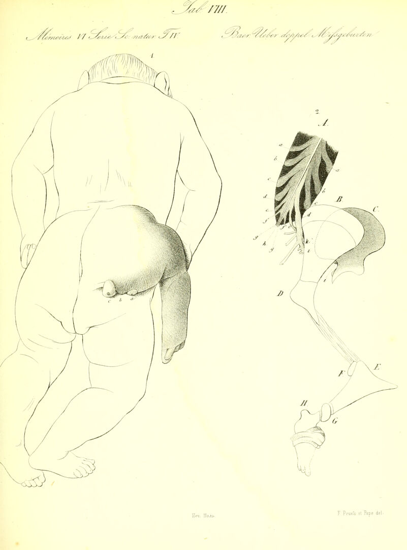 7. Prusls, et Pape del.-