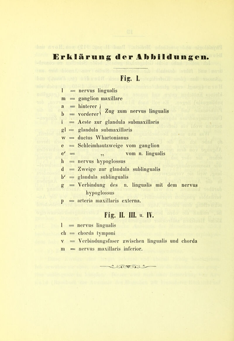 Erklärung der Abbildungen. Fig. 1. 1 = neryus lingualis m = ganglion maxillare a = hinterer ) b = vorderer! Zug zum nervus lin£ualis i = Aeste zur glandula submaxillaris gl = glandula submaxillaris w = ductus Whartonianus e = Schleimhautzweige vom ganglion e' = vom n. lingualis h = nervus hypoglossus d = Zweige zur glandula sublingualis b' = glandula sublingualis g = Verbindung des n. lingualis mit dem nervus hypoglossus p = arteria maxillaris externa. Fig. II. III. u. IV. 1 = nervus lingualis ch = chorda tympani v = Verbindungsfaser zwischen lingualis und chorda m = nervus maxillaris inferior.