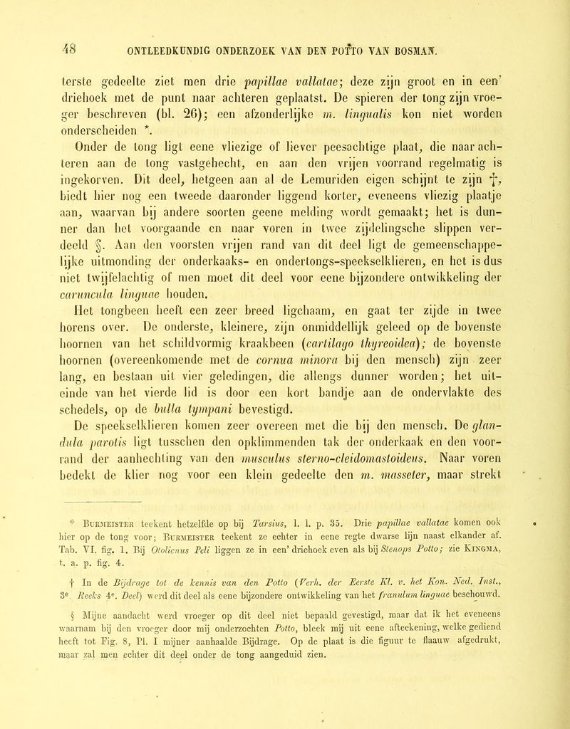 terste gedeelte ziet men drie papillae vallatae; deze zijn groot en in een’ driehoek met de punt naar achteren geplaatst. De spieren der tong zijn vroe- ger beschreven (bl. 26); een afzonderlijke m. lingualis kon niet worden onderscheiden * * * §. Onder de tong ligt eene vliezige of liever peesachtige plaat, die naar ach- teren aan de tong vastgehecht, en aan den vrijen voorrand regelmatig is ingekorven. Dit deel, hetgeen aan al de Lemuriden eigen schijnt te zijn *f*, biedt hier nog een tweede daaronder liggend korter, eveneens vliezig plaatje aan, waarvan bij andere soorten geene melding wordt gemaakt; het is dun- ner dan het voorgaande en naar voren in twee zijdelingsche slippen ver- deeld §. Aan den voorsten vrijen rand van dit deel ligt de gemeenschappe- lijke uitmonding der onderkaaks- en ondertongs-speekselklieren, en het is dus niet twijfelachtig of men moet dit deel voor eene bijzondere ontwikkeling der caruncula linguae houden. Het tongbeen heeft een zeer breed ligchaam, en gaat ter zijde in twee horens over. De onderste, kleinere, zijn onmiddellijk geleed op de bovenste hoornen van het schildvormig kraakbeen (cartilago thyreoidea); de bovenste hoornen (overeenkomende met de cornua minora bij den mensch) zijn zeer lang, en bestaan uit vier geledingen, die allengs dunner worden; het uit- einde van het vierde lid is door een kort bandje aan de ondervlakte des schedels, op de bulla tympani bevestigd. De speekselklieren komen zeer overeen met die bij den mensch. De glan- dula parolis ligt tusschen den opklimmenden tak der onderkaak en den voor- rand der aanhechting van den musculus sterno-cleidomastoideus. Naar voren bedekt de klier nog voor een klein gedeelte den m. masseter, maar strekt * Burmeister teekent hetzelfde op bij Tarsius, 1. 1. p. 35. Drie papillae vallatae komen ook hier op de tong voor; Burmeister teekent ze echter in eene regte dwarse lijn naast elkander af. Tab. VI. fig. 1. Bij Otolicnus Peli liggen ze in een’driehoek even als bij Stenops Potto; zie Kingma, t. a. p. fig. 4. f In de Bijdrage tot de kennis van den Potto (Verh. der Perste KL v. het Kon. Ned. Inst., 3e. Reeks 4e. Deel) werd dit deel als eene bijzondere ontwikkeling van het franulum linguae beschouwd. § Mijne aandacht werd vroeger op dit deel niet bepaald gevestigd, maar dat ik het eveneens waarnam bij den vroeger door mij onderzochten Potto, bleek mij uit eene afteekening, welke gediend heeft tot Fig. 8, Pi. I mijner aanhaalde Bijdrage. Op de plaat is die figuur te flaauw afgedrukt, maar zal men echter dit deel onder de tong aangeduid zien.