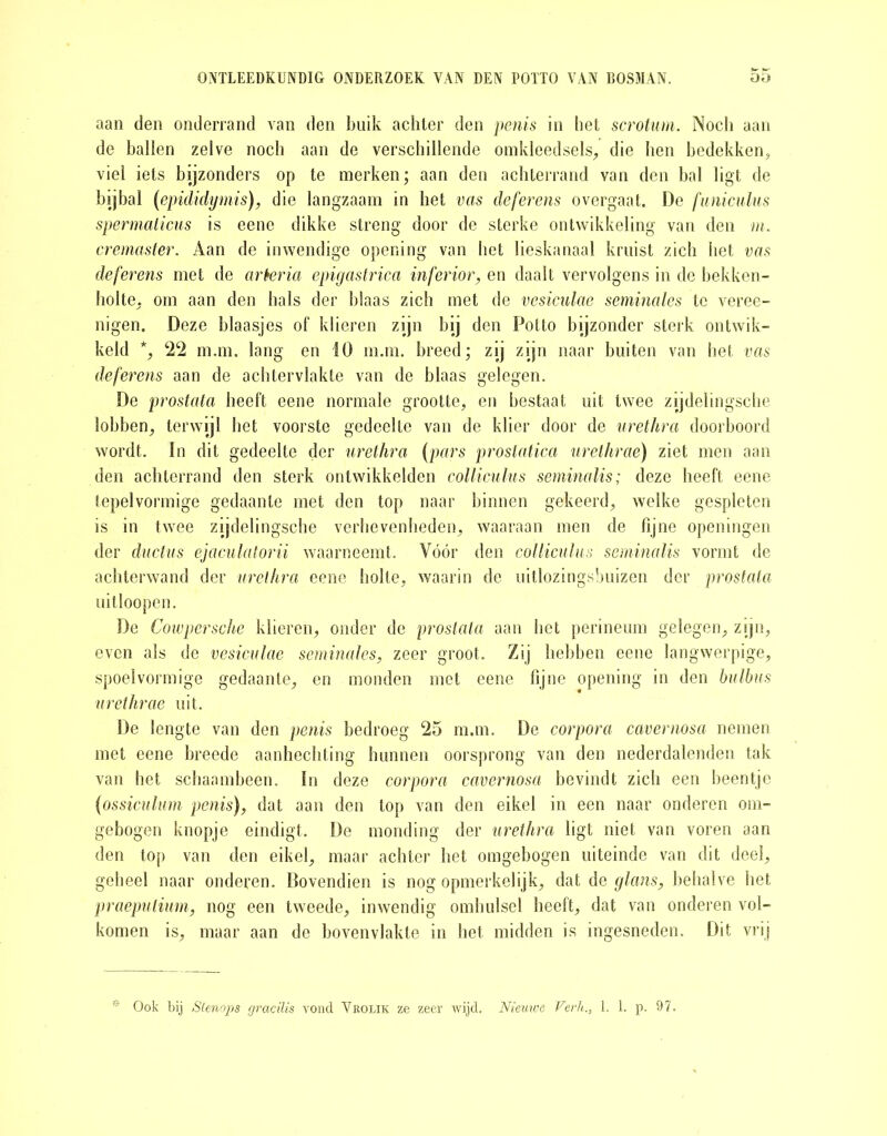 aan den onderrand van den buik achter den penis in het scrotum. Noch aan de ballen zelve noch aan de verschillende omkleedsels, die hen bedekken, viel iets bijzonders op te merken; aan den achterrand van den hal ligt de bijbal (epididymis), die langzaam in het vas deferens overgaat. De funiculus spermalicus is eene dikke streng door de sterke ontwikkeling van den m. cremaster. Aan de inwendige opening van het lieskanaal kruist zich het vas deferens met de arteria epigastrica inferior, en daalt vervolgens in de bekken- holte, om aan den hals der blaas zich met de vesiculae seminales te veree- nigen. Deze blaasjes of klieren zijn hij den Potto bijzonder sterk ontwik- keld *, 22 m.m. lang en 10 m.m. breed; zij zijn naar buiten van het vas deferens aan de achtervlakte van de blaas gelegen. De prostata heeft eene normale grootte, en bestaat uit twee zijdelingsche lobben, terwijl het voorste gedeelte van de klier door de urethra doorboord wordt. In dit gedeelte der urethra (pars prostatica urethrae) ziet men aan den achterrand den sterk ontwikkelden colliculus seminalis; deze heeft eene tepelvormige gedaante met den top naar binnen gekeerd, welke gespleten is in twee zijdelingsche verhevenheden, waaraan men de fijne openingen der ductus ejaculatorii waarneemt. Vóór den colliculus seminalis vormt de achterwand der urethra eene holte, waarin de uitlozingsbuizen der prostata uitloopen. De Cowpersche klieren, onder de prostata aan het perineum gelegen, zijn, even als de vesiculae seminales, zeer groot. Zij hebben eene langwerpige, spoelvormige gedaante, en monden met eene fijne opening in den balbus urethrae uit. De lengte van den penis bedroeg 25 m.m. De corpora cavernosa nemen met eene breede aanhechting hunnen oorsprong van den nederdalenden tak van het schaambeen. In deze corpora cavernosa bevindt zich een beentje (ossiculum penis), dat aan den top van den eikel in een naar onderen om- gebogen knopje eindigt. De monding der urethra ligt niet van voren aan den top van den eikel, maar achter het omgebogen uiteinde van dit deel, geheel naar onderen. Bovendien is nog opmerkelijk, dat de glans, behalve het praepulium, nog een tweede, inwendig omhulsel heeft, dat van onderen vol- komen is, maar aan de bovenvlakte in het midden is ingesneden. Dit vrij ¥ Ook bij Stenops gracilis vond Yrolik ze zeer wijd. Nieuwe Verh1. 1. p. 97.