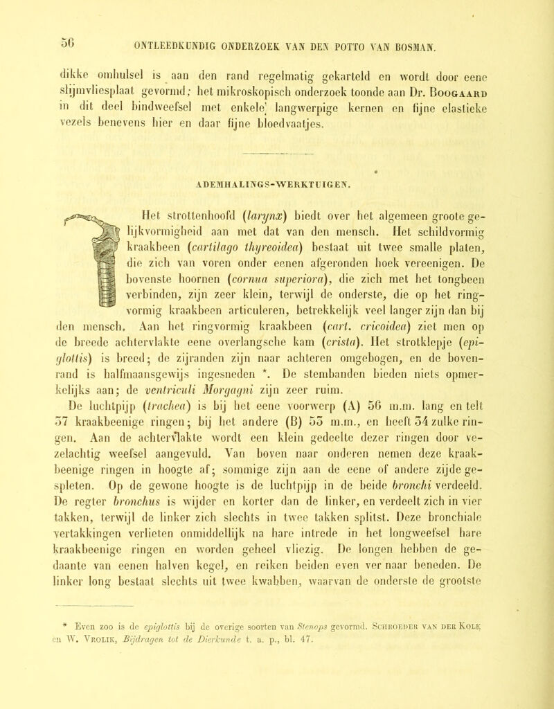 50 dikke omhulsel is aan den rand regelmatig gekarteld en wordt door eene slijmvliesplaat gevormd; het mikroskopisch onderzoek toonde aan Dr. Boogaard in dit deel bindweefsel met enkele’ langwerpige kernen en fijne elastieke vezels benevens hier en daar fijne bloedvaatjes. ADEMHAL INGS-WERKTUIGEN. Het strottenhoofd (larynx) biedt over het algemeen groote ge- lijkvormigheid aan met dat van den mensch. Het schildvormig kraakbeen (cartilago thyreoidea) bestaat uit twee smalle platen, die zich van voren onder eenen afgeronden hoek vereenigen. De bovenste hoornen (cornua siiperiora), die zich met het tongbeen verbinden, zijn zeer klein, terwijl de onderste, die op het ring- vormig kraakbeen articuleren, betrekkelijk veel langer zijn dan bij den mensch. Aan het ringvormig kraakbeen (cart. cricoidea) ziet men op de breedc achtervlakte eene overlangsche kam (crista). Het strotklepje (epi- glottis) is breed; de zijranden zijn naar achteren onagebogen, en de boven- rand is halfmaansgewijs ingesneden *. De stembanden bieden niets opmer- kelijks aan; de ventriculi Morgagni zijn zeer ruim. De luchtpijp (trachea) is bij het eene voorwerp (A) 56 m.m. lang en telt 57 kraakbeenige ringen; bij het andere (B) 55 m.m., en heeft 54 zulke rin- gen. Aan de achtervlakte wordt een klein gedeelte dezer ringen door ve- zelachtig weefsel aangevuld. Yan boven naar onderen nemen deze kraak- beenige ringen in hoogte af; sommige zijn aan de eene of andere zijde ge- spleten. Op de gewone hoogte is de luchtpijp in de beide bronchi verdeeld. De regter bronchus is wijder en korter dan de linker, en verdeelt zich in vier takken, terwijl de linker zich slechts in twee takken splitst. Deze bronchiale vertakkingen verlieten onmiddellijk na hare intrede in het longweefsel hare kraakbeenige ringen en worden geheel vliezig. De longen hebben de ge- daante van eenen hal ven kegel, en reiken beiden even ver naar beneden. De linker long bestaat slechts uit twee kwabben, waarvan de onderste de grootste * Even zoo is de epiglottis bij de overige soorten van Stenops gevormd. Schroeder van der Kol^ en W. Vrolik, Bijdragen tot de Dierkunde t. a. p., bl. 47.