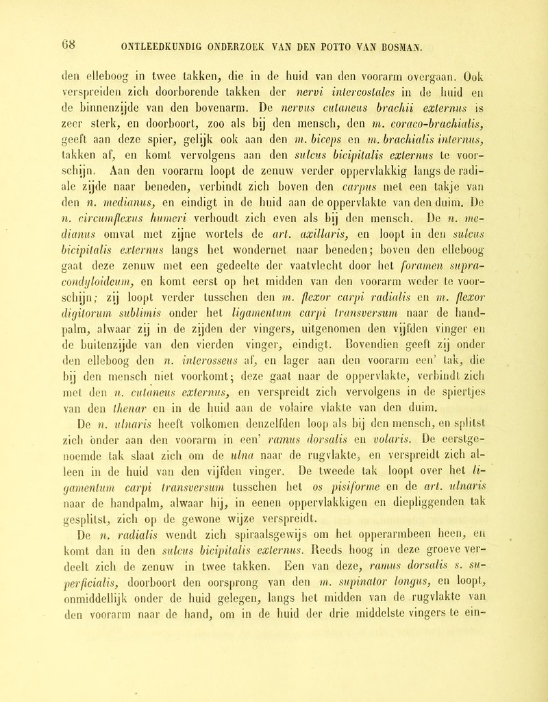den elleboog in twee takken, die in de huid van den voorarm overgaan. Ook verspreiden zich doorborende takken der nervi intercostales in de huid en de binnenzijde van den bovenarm. De nervus cutaneus brachii externus is zeer sterk, en doorboort, zoo als bij den mensch, den m. coraco-brachialis, geeft aan deze spier, gelijk ook aan den m. biceps en m. brachialis internus, takken af, en komt vervolgens aan den sulcus bicipitalis externus te voor- schijn, Aan den voorarm loopt de zenuw verder oppervlakkig langs de radi- ale zijde naar beneden, verbindt zich boven den carpus met een takje van den n. medianus, en eindigt in de huid aan de oppervlakte van den duim. De n. circumflexus humeri verhoudt zich even als bij den mensch. De n. me- dianus omvat met zijne wortels de art. axillaris, en loopt in den sulcus bicipitalis externus langs het wondernet naar beneden; hoven den elleboog gaat deze zenuw met een gedeelte der vaatvlecht door het foramen supra- condyloideum, en komt eerst op het midden van den voorarm weder te voor- schijn; zij loopt verder tusschen den m. flexor carpi radialis en m. flexor digitorum sublimis onder het ligamentum carpi transversum naar de hand- palm, alwaar zij in de zijden der vingers, uitgenomen den vijfden vinger en de buitenzijde van den vierden vinger, eindigt. Bovendien geeft zij onder den elleboog den n. interosseus af, en lager aan den voorarm een’ tak, die bij den mensch niet voorkomt; deze gaat naar de oppervlakte, verbindt zich met den n. cutaneus externus, en verspreidt zich vervolgens in de spiertjes van den thenar en in de huid aan de volaire vlakte van den duim. De n. ulnaris heeft volkomen denzelfden loop als bij den mensch, en splitst zich 'onder aan den voorarm in een’ ramus dorsalis en volaris. De eerstge- noemde tak slaat zich om de ulna naar de rugvlakte, en verspreidt zich al- leen in de huid van den vijfden vinger. De tweede tak loopt over het li- gamentum carpi transversum tusschen het os pisiforme en de art. ulnaris naar de handpalm, alwaar hij, in eenen oppervlakkigen en diepliggenden tak gesplitst, zich op de gewone wijze verspreidt. De n. radialis wendt zich spiraalsgewijs om het opperarmbeen heen, en komt dan in den sulcus bicipitalis externus. Reeds hoog in deze groeve ver- deelt zich de zenuw in twee takken. Een van deze, ramus dorsalis s. su- perficialis, doorhoort den oorsprong van den m. supinator longus, en loopt, onmiddellijk onder de huid gelegen, langs het midden van de rugvlakte van den voorarm naar de hand, om in de huid der drie middelste vingers te ein-