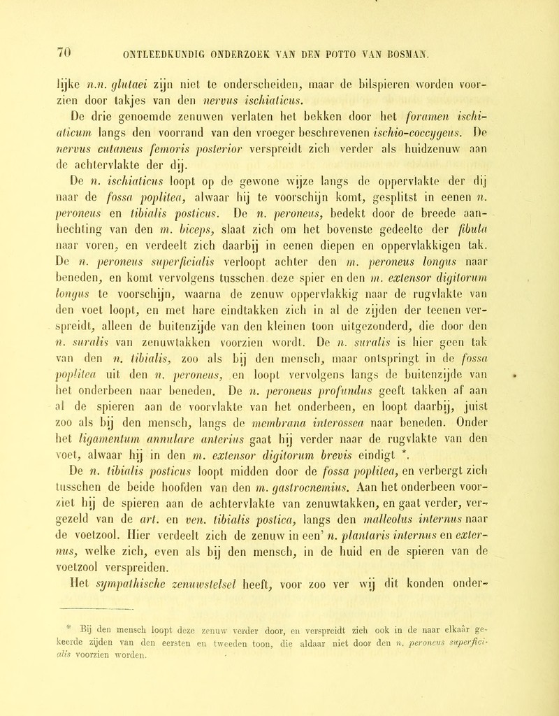 lijke n.n. glutaei zijn niet te onderscheiden, maar de bilspieren worden voor- zien door takjes van den nervus ischiaticus. De drie genoemde zenuwen verlaten het bekken door het foramen ischi- aticum langs den voorrand van den vroeger beschrevenen ischio-coccygeus. De nervus cutaneus femoris posterior verspreidt zich verder als huidzenuw aan de achtervlakte der dij. De n. ischiaticus loopt op de gewone wijze langs de oppervlakte der dij naar de fossa poplitea, alwaar hij te voorschijn komt, gesplitst in eenen n. peroneus en tibialis posticus. De n. peroneus, bedekt door de breede aan- hechting van den m. biceps, slaat zich om het bovenste gedeelte der fibula naar voren, en verdeelt zich daarbij in eenen diepen en oppe-rvlakkigen tak. De n. peroneus superficialis verloopt achter den m. peroneus longus naar beneden, en komt vervolgens tusschen deze spier en den m. extensor digitorum longus te voorschijn, waarna de zenuw oppervlakkig naar de rugvlakte van den voet loopt, en met hare eindtakken zich in al de zijden der teenen ver- spreidt, alleen de buitenzijde van den kleinen toon uitgezonderd, die door den n. suralis van zenuwtakken voorzien wordt. De n. suralis is hier geen tak van den n. tibialis, zoo als bij den mensch, maar ontspringt in de fossa poplitea uit den n, peroneus, en loopt vervolgens langs de buitenzijde van het onderbeen naar beneden. De n. peroneus profundus geeft takken af aan al de spieren aan de voorvlakte van het onderbeen, en loopt daarbij, juist zoo als bij den menseb, langs de membrana interossea naar beneden. Onder bet ligamentum annulare anterius gaat hij verder naar de rugvlakte van den voet, alwaar hij in den m. extensor digitorum brevis eindigt *. De n. tibialis posticus loopt midden door de fossa poplitea, en verbergt zich tusschen de beide hoofden van den m. gastrocnemius. Aan het onderbeen voor- ziet hij de spieren aan de achtervlakte van zenuwtakken, en gaat verder, ver- gezeld van de art. en ven. tibialis postica, langs den malleolus internus naar de voetzool. Hier verdeelt zich de zenuw in een’ n. plantaris internus en exler- nus, welke zich, even als bij den mensch, in de huid en de spieren van de voetzool verspreiden. Het sympathische zenuivstelsel heeft, voor zoo ver wij dit konden onder- * Bij den mensch loopt deze zenuw verder door, en verspreidt zich ook in de naar elkaar ge- keerde zijden van den eersten en tweeden toon, die aldaar niet door den n, peroneus superfici- alis voorzien worden.