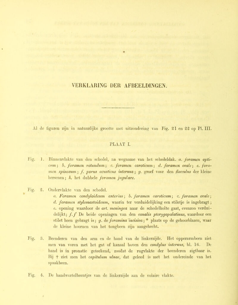 VERKLARING DER AFBEELDINGEN. Al de figuren zijn in natuurlijke grootte met uitzondering van Fig. 21 en 22 op PI. III. PLAAT I. Fig. 1. Binnenvlakte van den schedel, na wegname van het schedeldak, a. foramen opti- cum; b. foramen rolundum; c. foramen caroticum; d. foramen ovale; e. fora- men spinosum; ƒ. porus acusticus internus; g. groef voor den flocculus der kleine hersenen; h. het dubbele foramen jugulare. Fig. 2. Ondervlakte van den schedel. a. Foramen condyloideum anterius; b. foramen caroticum; c. foramen ovale-, d. foramen slylomastoideum, waarin ter verduidelijking een stiletje is ingebragt; e. opening waardoor de art. meningea naar de schedelholte gaat, evenzoo verdui- delijkt; f.f De beide openingen van den canalis pterygopalatinus, waardoor een stilet heen gebragt is; g. deforamina'incisiva-, * plaats op de gehoorblazen, waar de kleine hoornen van het tongbeen zijn aangehecht. Fig. 3. Beenderen van den arm en de hand van de linkerzijde. Het opperarmbeen ziet men van voren met het gat of kanaal boven den condylus internus, bl. 16. De hand is in pronatie geteekend, zoodat de rugvlakte der beenderen zigtbaar is. Bij t ziet men het capitulum ulnae, dat geleed is met het ondereinde van het spaakbeen. Fig. 4. De handwortelbeentjes van de linkerzijde aan de volaire vlakte.
