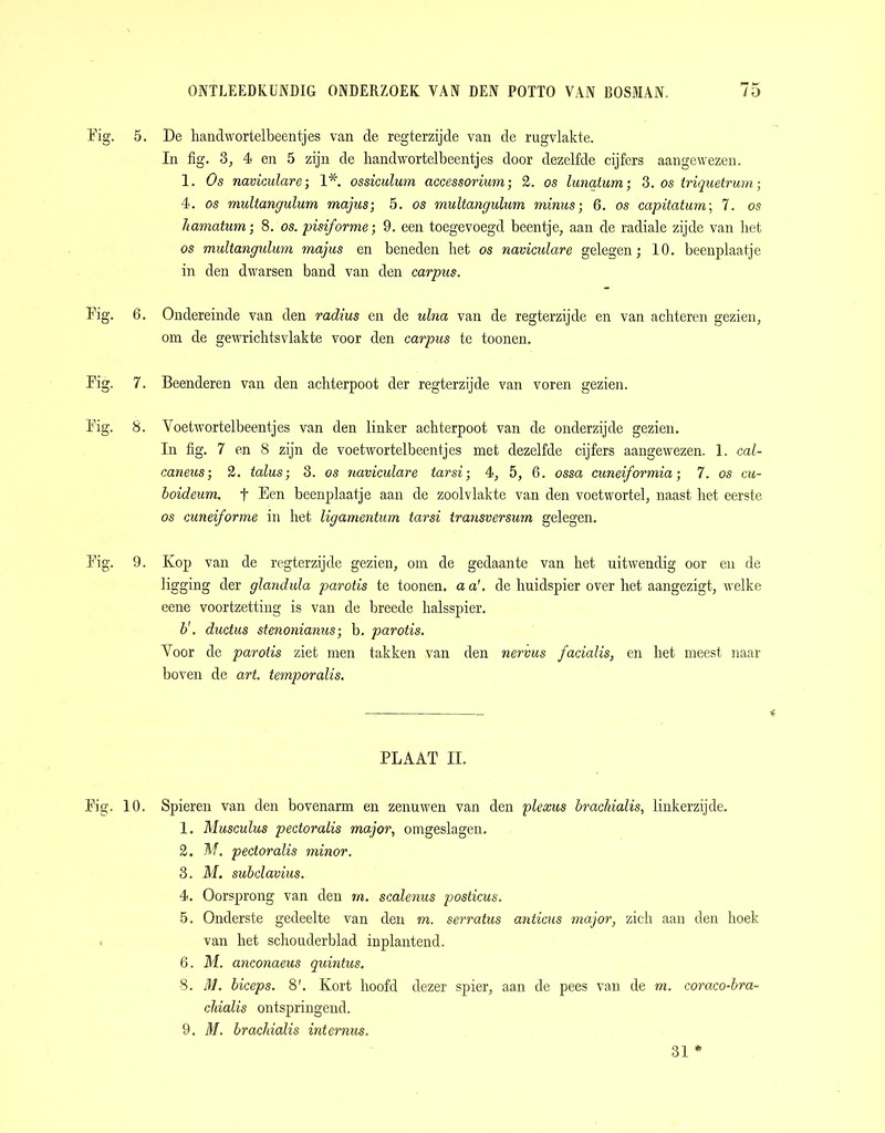 Fig. 5. De handwortelbeentjes van de regterzijde van de rugvlakte. In fig. 3, 4 en 5 zijn de handwortelbeentjes door dezelfde cijfers aangewezen. 1. Os naviculare; 1*. ossiculum accessorium; 2. os lunatum; 3. os Iriquetrum; 4. os multangulum majus; 5. os multangulum minus; 6. os capitatum-, 7. os hamatum ■ 8. os. pisiforme; 9. een toegevoegd beentje, aan de radiale zijde van het os multangulum majus en beneden bet os naviculare gelegen; 10. beenplaatje in den dwarsen band van den carpus. Fig. 6. Ondereinde van den radius en de ulna van de regterzijde en van achteren gezien, om de gewrichtsvlakte voor den carpus te toonen. Fig. 7. Beenderen van den achterpoot der regterzijde van voren gezien. Fig. 8. Yoetwortelbeentjes van den linker achterpoot van de onderzijde gezien. In fig. 7 en 8 zijn de voetwortelbeentjes met dezelfde cijfers aangewezen. 1. cal- caneus; 2. talus• 3. os naviculare tarsi; 4, 5, 6. ossa cuneiformia; 7. os cu- boideum. f Een beenplaatje aan de zoolvlakte van den voetwortel, naast het eerste os cuneiforme in het ligamentum tarsi transversum gelegen. Fig. 9. Kop van de regterzijde gezien, om de gedaante van het uitwendig oor en de ligging der glandula parotis te toonen. a a'. de huidspier over het aangezigt, welke eene voortzetting is van de breede halsspier. b'. ductus stenonianus; b. parotis. Yoor de parotis ziet men takken van den nervus facialis, en het meest naar boven de art. temporalis. Fig. 10. PLAAT II. Spieren van den bovenarm en zenuwen van den plexus brachialis, linkerzijde. 1. Musculus pectoralis major, omgeslagen. 2. M. pectoralis minor. 3. M. subclavius. 4. Oorsprong van den rn. scalenus posticus. 5. Onderste gedeelte van den m. serratus anticus major, zich aan den hoek van het schouderblad inplantend. 6. M. anconaeus quintus. 8. M. biceps. 8'. Kort hoofd dezer spier, aan de pees van de m. coraco-bra- cliialis ontspringend. 9. M. brachialis internus. 31 *