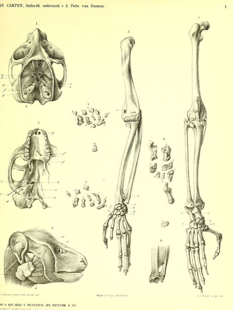 7 d. Hoeven peten et Hl. ad nat. del. Hepen & C° impr Amsterdam .