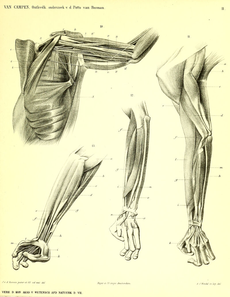 II J.v d. Hoeven pater et fil. ad nat. del. Meijer & Cf impr. Amsterdam. A. J. Wendol in lap. del.