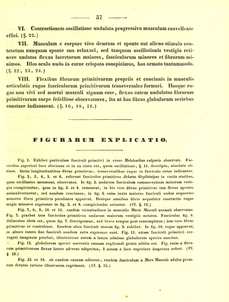 VI. Contractionem oscillatione undulata progressiva musculum convellente effici. (§.22.) VII. Musculum e corpore vivo demtum et sponte aut alieno stimulo con- tractum nunquam sponte sua relaxari, sed tanquam oscillationis vestigia reti- nere undatos flexus lacertorum maiores, fasciculorum minores et fibrarum mi- nimos. Illos oculo nudo in carne crispata conspicimus, hos armato tantummodo. (§. 22 , 23, 24.) VIII. Flexibus fibrarum primitivarum propriis et concinnis in musculis articulatis rugas fasciculorum primitivorum transversales formari. Hasque ru- gas non vivi sed mortui musculi signum esse, flexus autem undulatos fibrarum primitivarum saepe fefellisse observatores, ita ut has fibras globulorum seriebus constare iudicassent. (§. 16, 18, 21.) FldUBAMl ESP1IC1TIO. Fig. 1. Exhibet particulam fasciculi primitivi in crure Melolonthae vulgaris observati. Fas- ciculus superiori loco abscissus et in eo statu est, quem oscillatione, §. 11. descripta, absoluta ob- tinet. Striis longitudinalibus fibrae primitivae, transversalibus rugae in fasciculo ortae indicantur. Fig. 2, 3, 4, 5. et 6. referunt fasciculos primitivos Aclietae Gryllotalpae in variis statibus, quos oscillantes assumunt, observatos. In fig. 2. undarum fasciculum commoventium maiorum vesti- gia conspiciuntur, quae in fig. 3. et 4. remanent, in his vero fibrae primitivae iam flexus agentes animadvertuntur, sed nondum concinnos, in fig. 4. enim iuxta maiores fasciculi undas sequentes minores fibris primitivis peculiares apparent. Denique omnibus fibris aequaliter contractis rugae magis minusve expressae in fig. 5. et 6. conspiciendae oriuntur. (Cf. §. 12.) Fig. 7, 8, 9, 10. et 11. easdem vicissitudines in musculis Muris Musculi neonati observatas. Fig. 7. praebet tres fasciculos primitivos undarum maiorum vestigiis notatos. Fasciculus fig. 8. delineatus idem est, quem fig. 7. descripsimus, sed breve tempus post contemplatus; iam vero fibrae primitivae se contrahunt. Eundem alius fasciculi statum fig. 9. exhibet. In fig. 10. rugae apparent, in altero tamen fine fasciculi nondum satis expressae sunt. Fig. 11. etiam fasciculi primitivi cor- rugati imaginem praebet, illustratione autem a latere admissa globulorum species nascitur. •* Fig- 12. globulorum speciei nascentis causam explicandi gratia addita est. Fig. enim a fibra- rum primitivarum flexus latere adverso adspectos, l autem e loco superiore inspectos refert. (Cf. § W.) Fig. 13. et 14. ob eandem causam adiectae, eundem fasciculum a Mure Musculo adulto prom- tum diversa ratione illustratum exprimunt. (Cf. §. 15.)