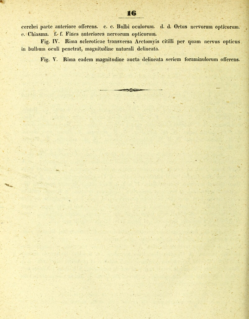 cerebri parte anteriore offerens, c. c. Bulbi oculorum, d. d. Ortus nervorum opticorum, e. Chiasma. fUf. Fines anteriores nervorum opticorum. Fig. IY. Rima scleroticae transversa Arctomyis citilli per quam nervus opticus in bulbum oculi penetrat, magnitudine naturali delineata. Fig. V. Rima eadem magnitudine aucta delineata seriem foraminulorum offerens.