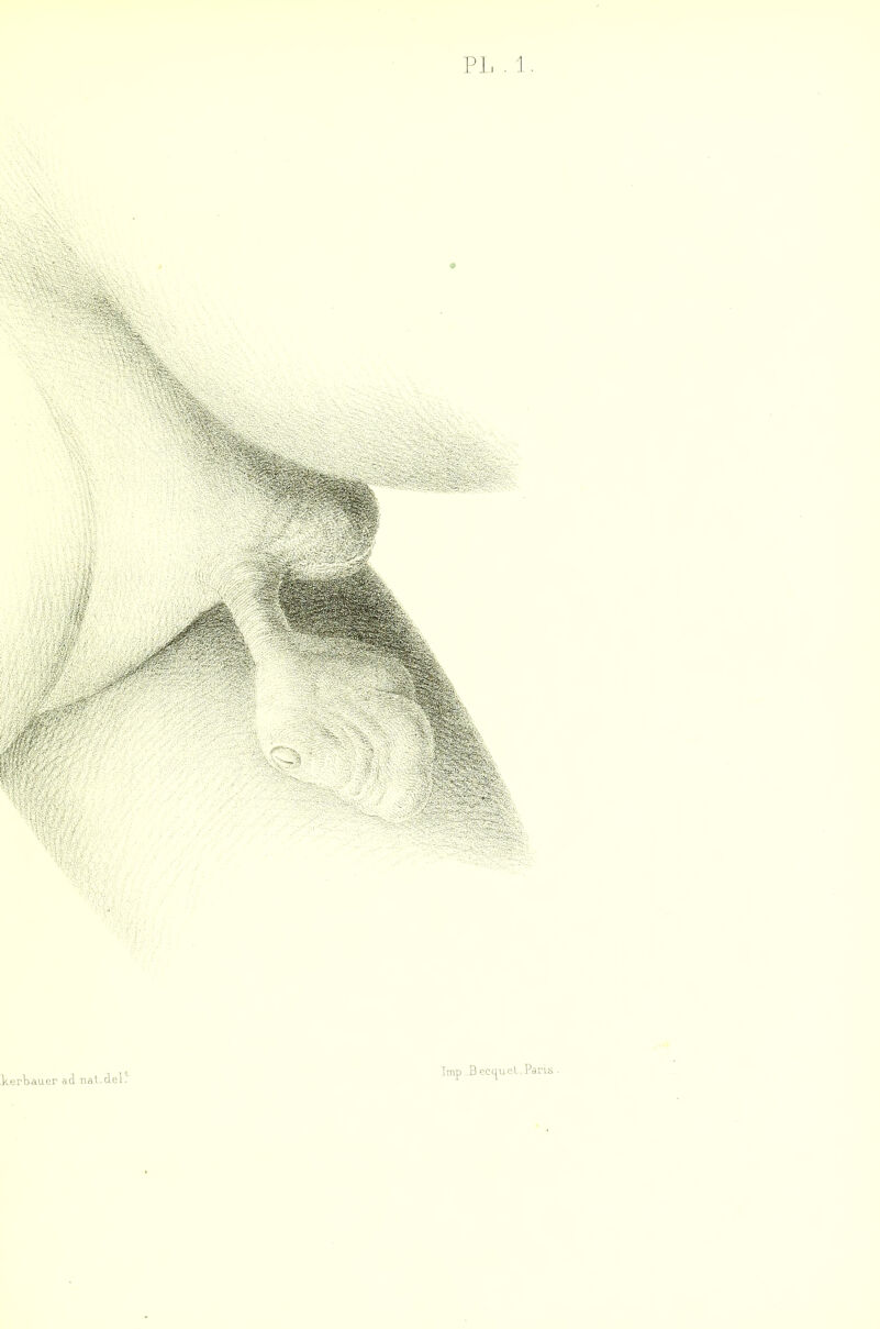 PL . 1 kerbauer ad nat.del. lmp .B eccju cl, Paris