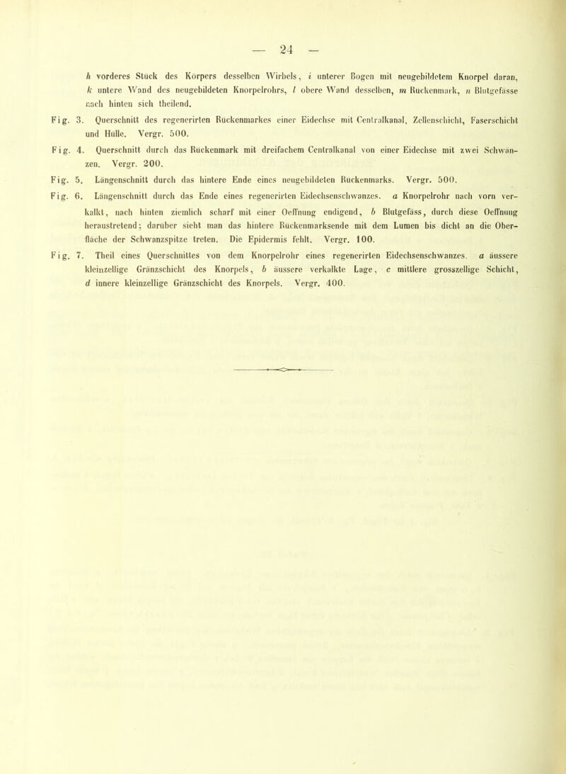 h vorderes Stück des Körpers desselben Wirbels, i unterer Bogen mit neugebildetem Knorpel daran, k untere Wand des neugebildeten Knorpelrohrs, l obere Wand desselben, m Rückenmark, n Blutgefässe nach hinten sich theilend. Fig. 3. Querschnitt des regenerirten Rückenmarkes einer Eidechse mit Cenlralkanal, Zellenschicht, Faserschicht und Hülle. Vergr. 500. Fig. 4. Querschnitt durch das Rückenmark mit dreifachem Centralkanal von einer Eidechse mit zwei Schwän- zen. Vergr. 200. Fig. 5, Längenschnitt durch das hintere Ende eines neugebildeten Rückenmarks. Vergr. 500. Fig. 6. Längenschnitt durch das Ende eines regenerirten Eidechsenschwanzes, a Knorpelrohr nach vorn ver- kalkt, nach hinten ziemlich scharf mit einer OefTnung endigend, b Blutgefäss, durch diese Oeffnung heraustretend; darüber sieht man das hintere Rückenmarksende mit dem Lumen bis dicht an die Ober- fläche der Schwanzspitze treten. Die Epidermis fehlt. Vergr. 100. Fig. 7. Theil eines Querschnittes von dem Knorpelrohr eines regenerirten Eidechsenschwanzes, a äussere kleinzellige Gränzschicht des Knorpels, b äussere verkalkte Lage, c mittlere grosszeilige Schicht, d innere kleinzellige Gränzschicht des Knorpels. Vergr. 400.