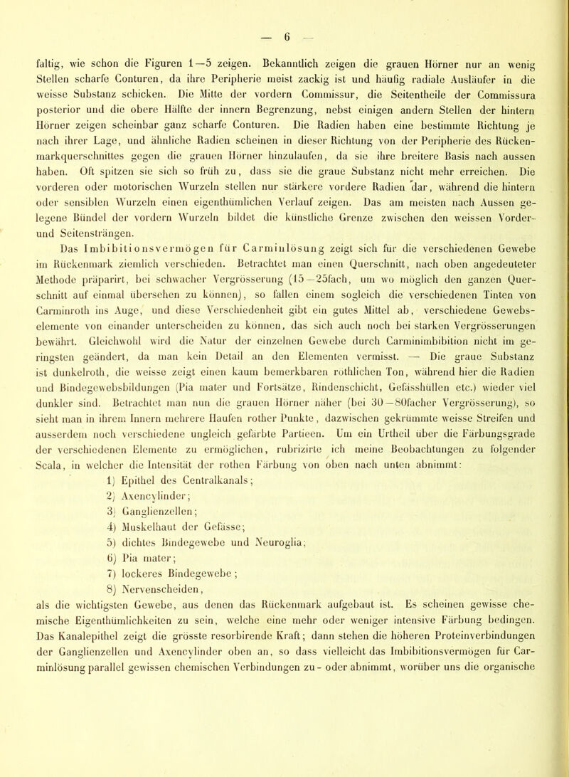 faltig, wie schon die Figuren 1—5 zeigen. Bekanntlich zeigen die grauen Hörner nur an wenig Stellen scharfe Conturen, da ihre Peripherie meist zackig ist und häufig radiale Ausläufer in die weisse Substanz schicken. Die Mitte der vordem Commissur, die Seitenthcile der Commissura posterior und die obere Hälfte der innern Begrenzung, nebst einigen andern Stellen der hintern Hörner zeigen scheinbar ganz scharfe Conturen. Die Radien haben eine bestimmte Richtung je nach ihrer Lage, und ähnliche Radien scheinen in dieser Richtung von der Peripherie des Rücken- markquerschnittes gegen die grauen Hörner hinzulaufen, da sie ihre breitere Basis nach aussen haben. Oft spitzen sie sich so früh zu, dass sie die graue Substanz nicht mehr erreichen. Die vorderen oder motorischen Wurzeln stellen nur stärkere vordere Radien dar, während die hintern oder sensiblen Wurzeln einen eigenthümlichen Verlauf zeigen. Das am meisten nach Aussen ge- legene Bündel der vordem Wurzeln bildet die künstliche Grenze zwischen den weissen Vorder- und Seitensträngen. Das Imbibitionsvermögen für Carminlösung zeigt sich für die verschiedenen Gewebe im Rückenmark ziemlich verschieden. Betrachtet man einen Querschnitt, nach oben angedeuteter Methode präparirt, bei schwacher Vergrösserung (15—25fach, um wo möglich den ganzen Quer- schnitt auf einmal übersehen zu können), so fallen einem sogleich die verschiedenen Tinten von Carminroth ins Auge, und diese Verschiedenheit gibt ein gutes Mittel ab, verschiedene Gewebs- elemente von einander unterscheiden zu können, das sich auch noch bei starken Vergrösserungen bewährt. Gleichwohl wird die Natur der einzelnen Gewebe durch Carminimbibition nicht im ge- ringsten geändert, da man kein Detail an den Elementen vermisst. — Die graue Substanz ist dunkelroth, die weisse zeigt einen kaum bemerkbaren röthlichen Ton, während hier die Radien und Bindegewebsbildungen (Pia mater und Fortsätze, Rindenschicht, Gefässhüllen etc.) wieder viel dunkler sind. Betrachtet man nun die grauen Hörner näher (bei 30— SOfacher Vergrösserung), so sieht man in ihrem Innern mehrere Haufen rother Punkte, dazwischen gekrümmte weisse Streifen und ausserdem noch verschiedene ungleich gefärbte Partieen. Um ein Urtheil über die Färbungsgrade der verschiedenen Elemente zu ermöglichen, rubrizirte ich meine Beobachtungen zu folgender Scala, in welcher die Intensität der rothen Färbung von oben nach unten abnimmt: 1) Epithel des Centralkanals; 2) Axencylinder; 3) Ganglienzellen; 4) Muskelhaut der Gefässe; 5) dichtes Bindegewebe und Neuroglia; 6) Pia mater; 7) lockeres Bindegewebe ; 8) Nervenscheiden, als die wichtigsten Gewebe, aus denen das Rückenmark aufgebaut ist. Es scheinen gewisse che- mische Eigenthümlichkeiten zu sein, welche eine mehr oder weniger intensive Färbung bedingen. Das Kanalepithel zeigt die grösste resorbirende Kraft; dann stehen die höheren Proteinverbindungen der Ganglienzellen und Axencylinder oben an, so dass vielleicht das Imbibitionsvermögen für Car- minlösung parallel gewissen chemischen Verbindungen zu - oder abnimmt, worüber uns die organische