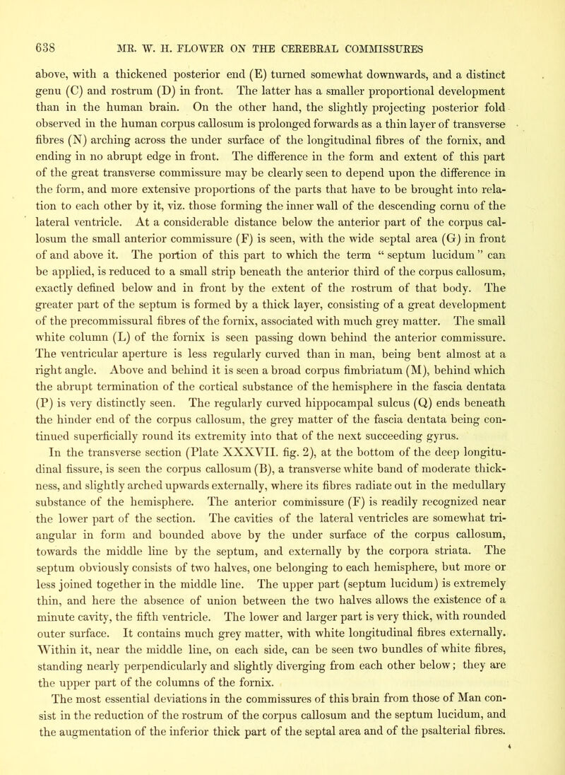 above, with a thickened posterior end (E) turned somewhat downwards, and a distinct genu (C) and rostrum (D) in front. The latter has a smaller proportional development than in the human brain. On the other hand, the slightly projecting posterior fold observed in the human corpus callosum is prolonged forwards as a thin layer of transverse fibres (N) arching across the under surface of the longitudinal fibres of the fornix, and ending in no abrupt edge in front. The difference in the form and extent of this part of the great transverse commissure may be clearly seen to depend upon the difference in the form, and more extensive proportions of the parts that have to be brought into rela- tion to each other by it, viz. those forming the inner wall of the descending cornu of the lateral ventricle. At a considerable distance below the anterior part of the corpus cal- losum the small anterior commissure (F) is seen, with the wide septal area (G) in front of and above it. The portion of this part to which the term “ septum lucidum ” can be applied, is reduced to a small strip beneath the anterior third of the corpus callosum, exactly defined below and in front by the extent of the rostrum of that body. The greater part of the septum is formed by a thick layer, consisting of a great development of the precommissural fibres of the fornix, associated with much grey matter. The small white column (L) of the fornix is seen passing down behind the anterior commissure. The ventricular aperture is less regularly curved than in man, being bent almost at a right angle. Above and behind it is seen a broad corpus fimbriatum (M), behind which the abrupt termination of the cortical substance of the hemisphere in the fascia dentata (P) is very distinctly seen. The regularly curved hippocampal sulcus (Q) ends beneath the hinder end of the corpus callosum, the grey matter of the fascia dentata being con- tinued superficially round its extremity into that of the next succeeding gyrus. In the transverse section (Plate XXXVII. fig. 2), at the bottom of the deep longitu- dinal fissure, is seen the corpus callosum (B), a transverse white band of moderate thick- ness, and slightly arched upwards externally, where its fibres radiate out in the medullary substance of the hemisphere. The anterior commissure (F) is readily recognized near the lower part of the section. The cavities of the lateral ventricles are somewhat tri- angular in form and bounded above by the under surface of the corpus callosum, towards the middle line by the septum, and externally by the corpora striata. The septum obviously consists of two halves, one belonging to each hemisphere, but more or less joined together in the middle line. The upper part (septum lucidum) is extremely thin, and here the absence of union between the two halves allows the existence of a minute cavity, the fifth ventricle. The lower and larger part is very thick, with rounded outer surface. It contains much grey matter, with white longitudinal fibres externally. Within it, near the middle line, on each side, can be seen two bundles of white fibres, standing nearly perpendicularly and slightly diverging from each other below; they are the upper part of the columns of the fornix. The most essential deviations in the commissures of this brain from those of Man con- sist in the reduction of the rostrum of the corpus callosum and the septum lucidum, and the augmentation of the inferior thick part of the septal area and of the psalterial fibres.